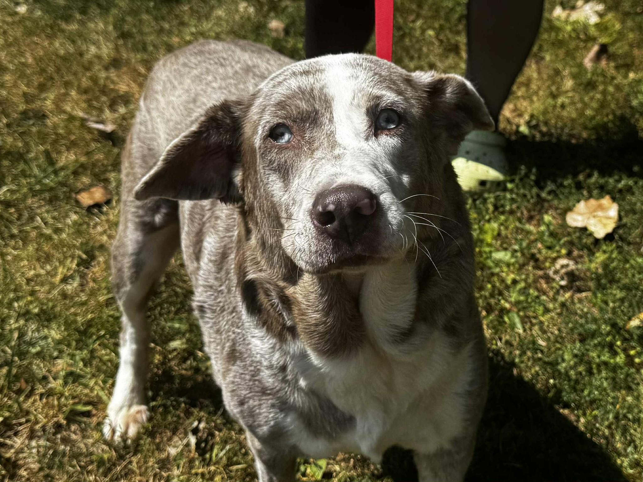 willow, Adoptable, Adult Female Australian Shepherd.