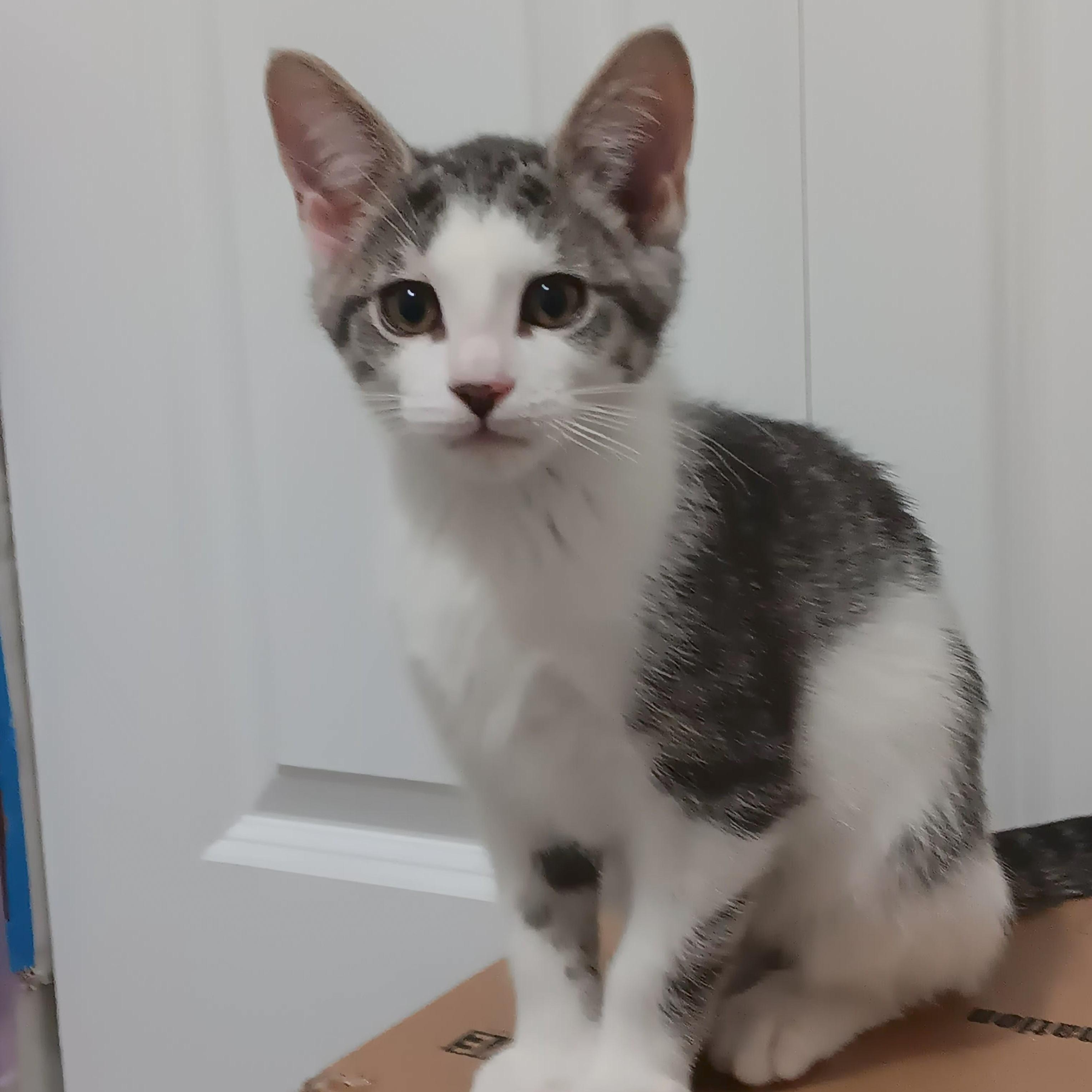 Phineas, ADOPTABLE, Kitten Female Domestic Short Hair.