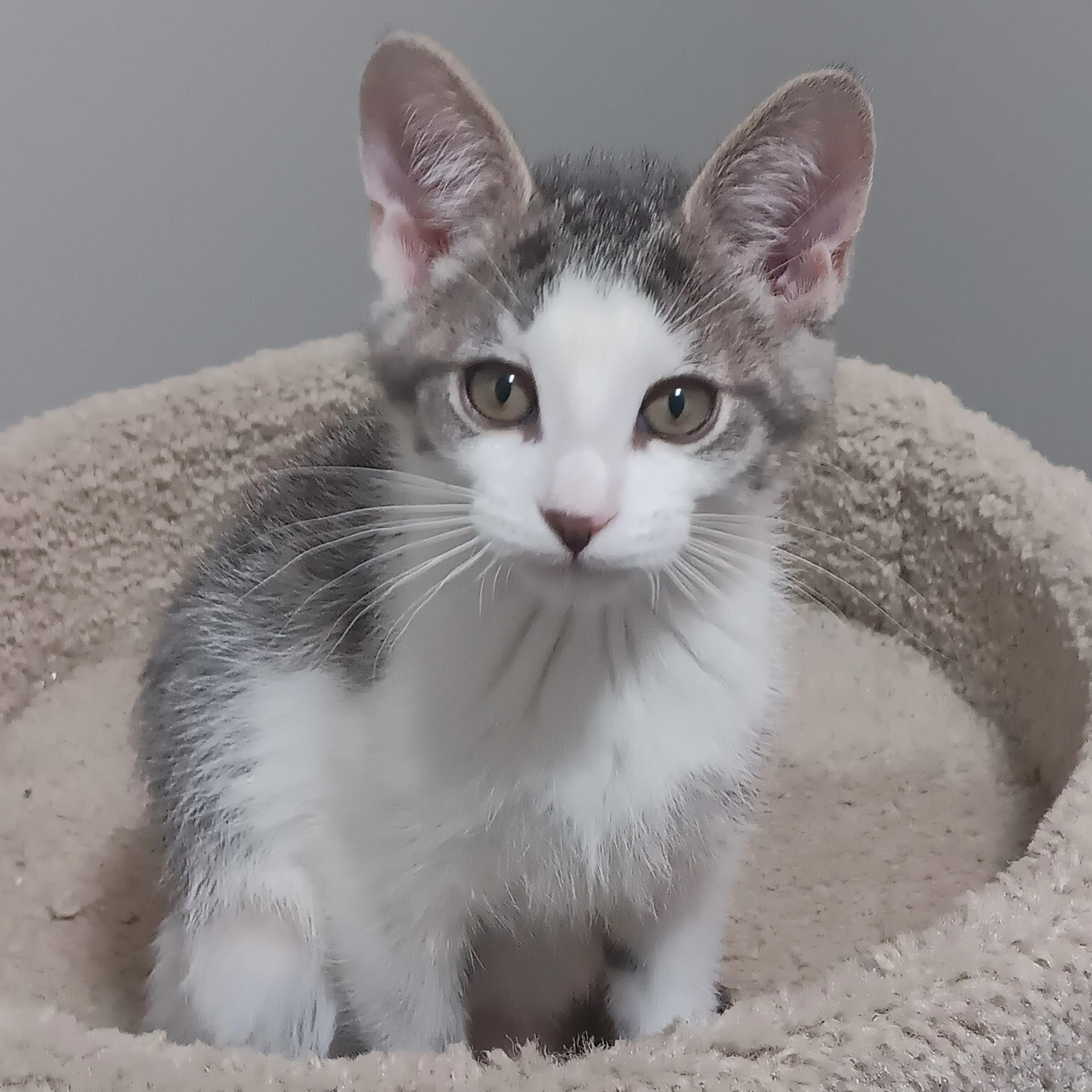 Enlarge Phineas, a ADOPTABLE Domestic Short Hair in Chicago, IL image 2/2