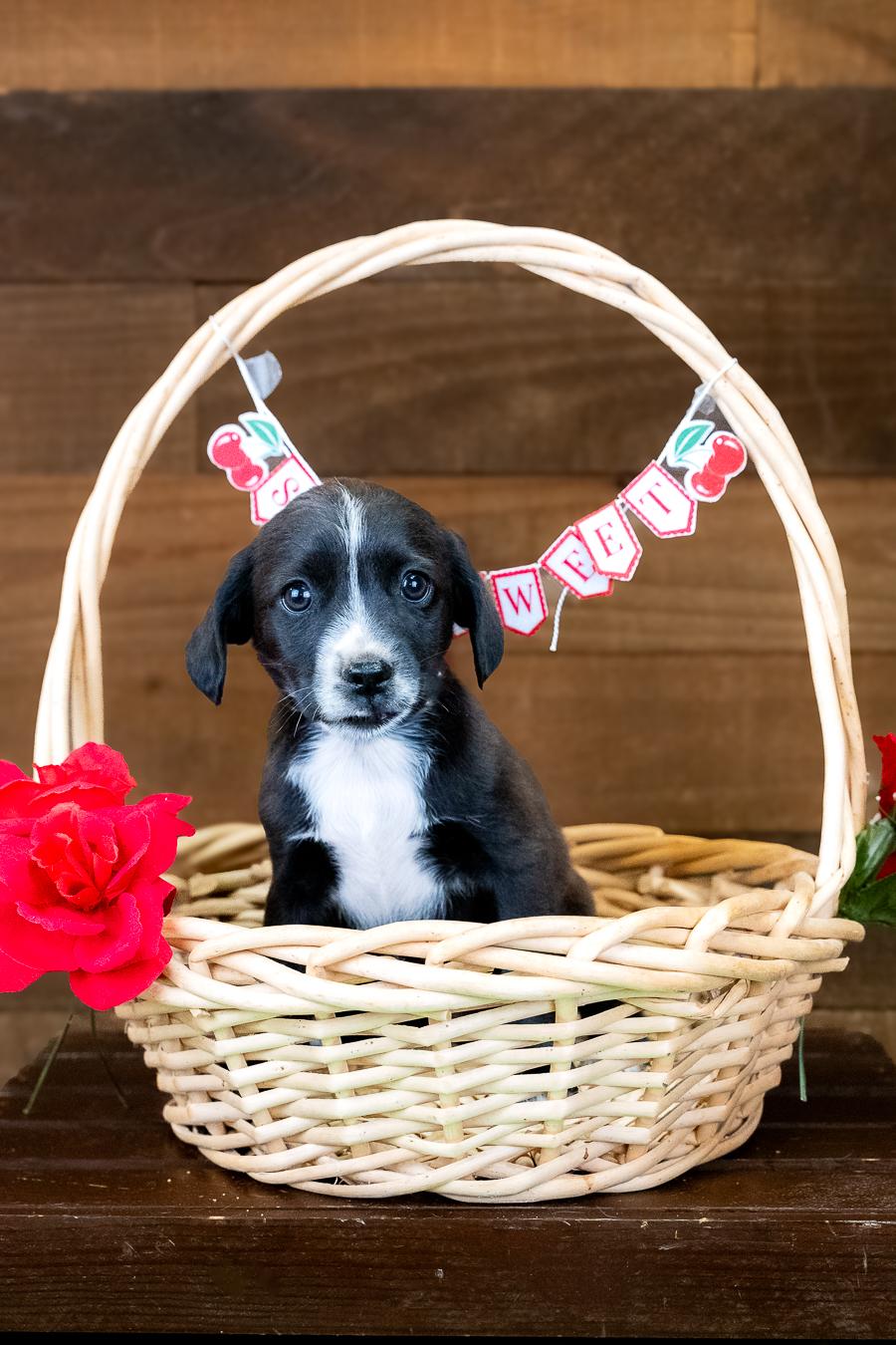 486-26, adopted, Puppy Male Australian Cattle Dog / Blue Heeler.