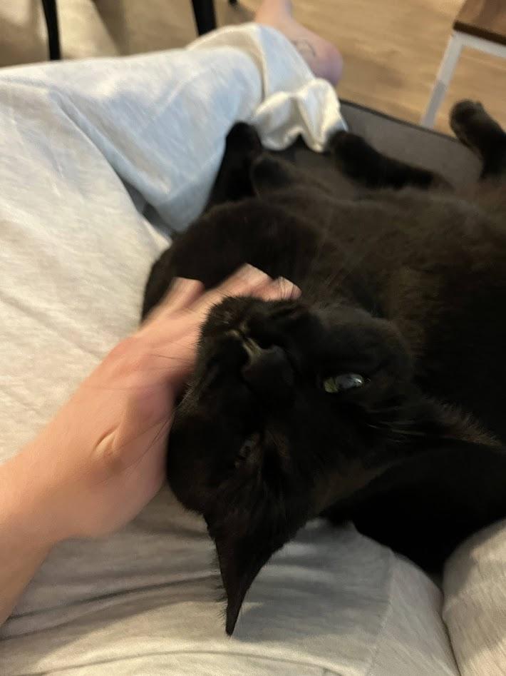 ALFATFA, Adoptable, Adult Male Domestic Short Hair.