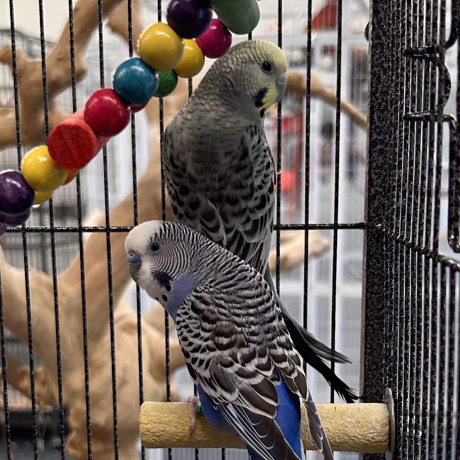 Bluey + Sox, Adult Unknown Parakeet (Other)