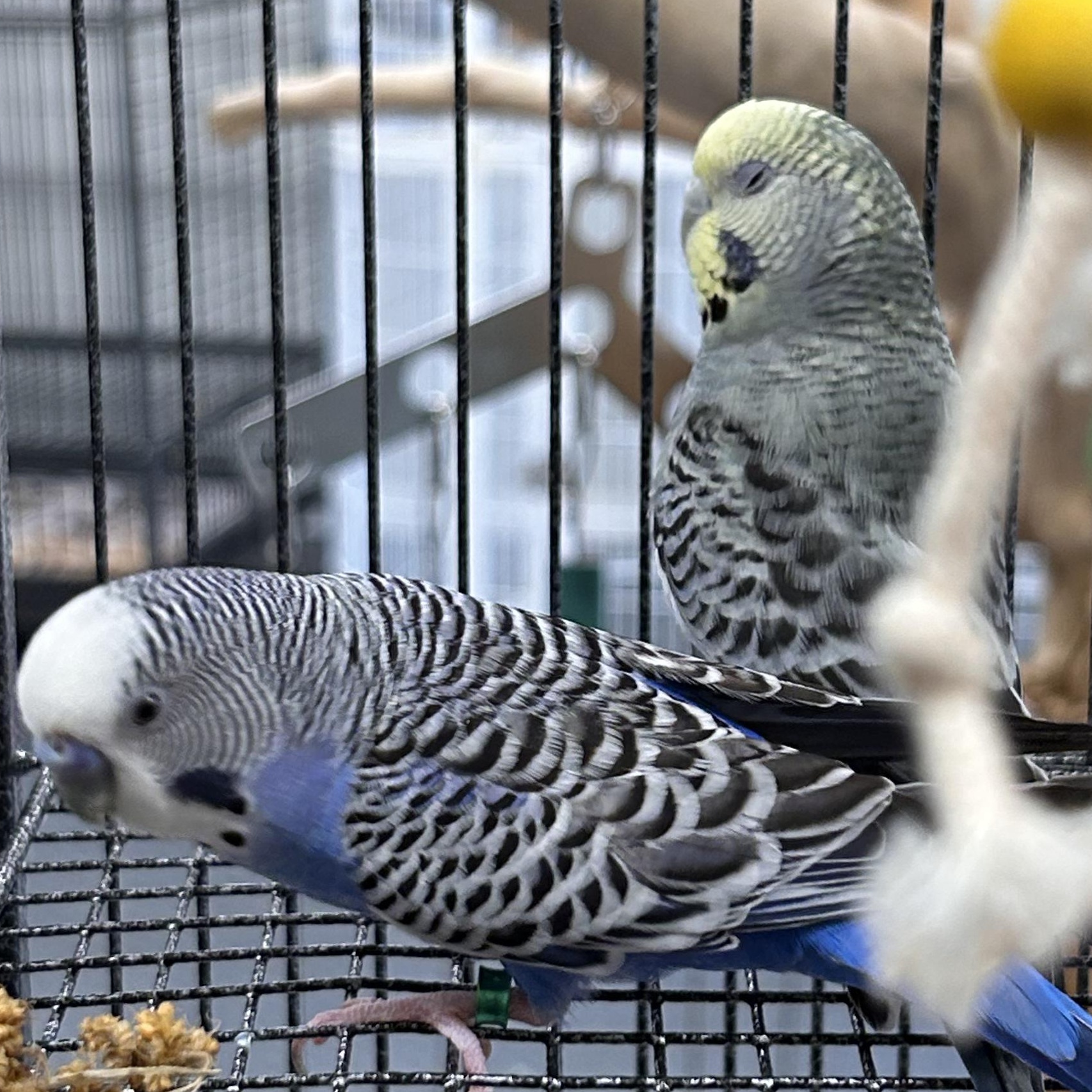 Bluey + Sox photo 2