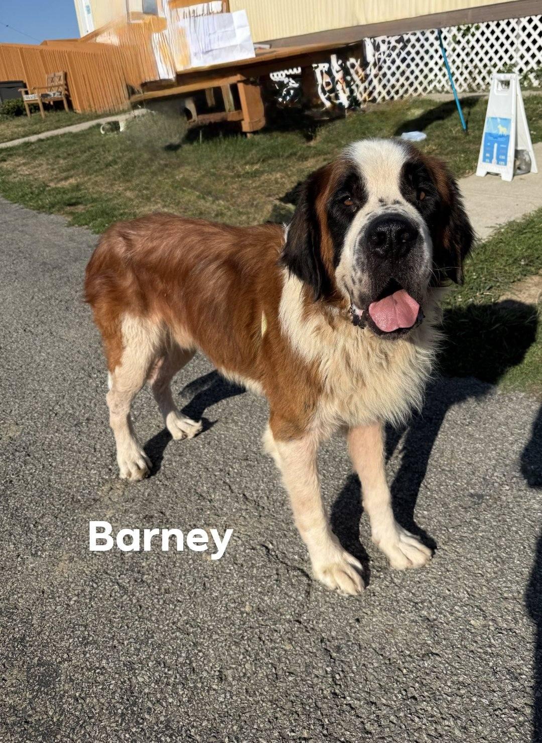 Barney
