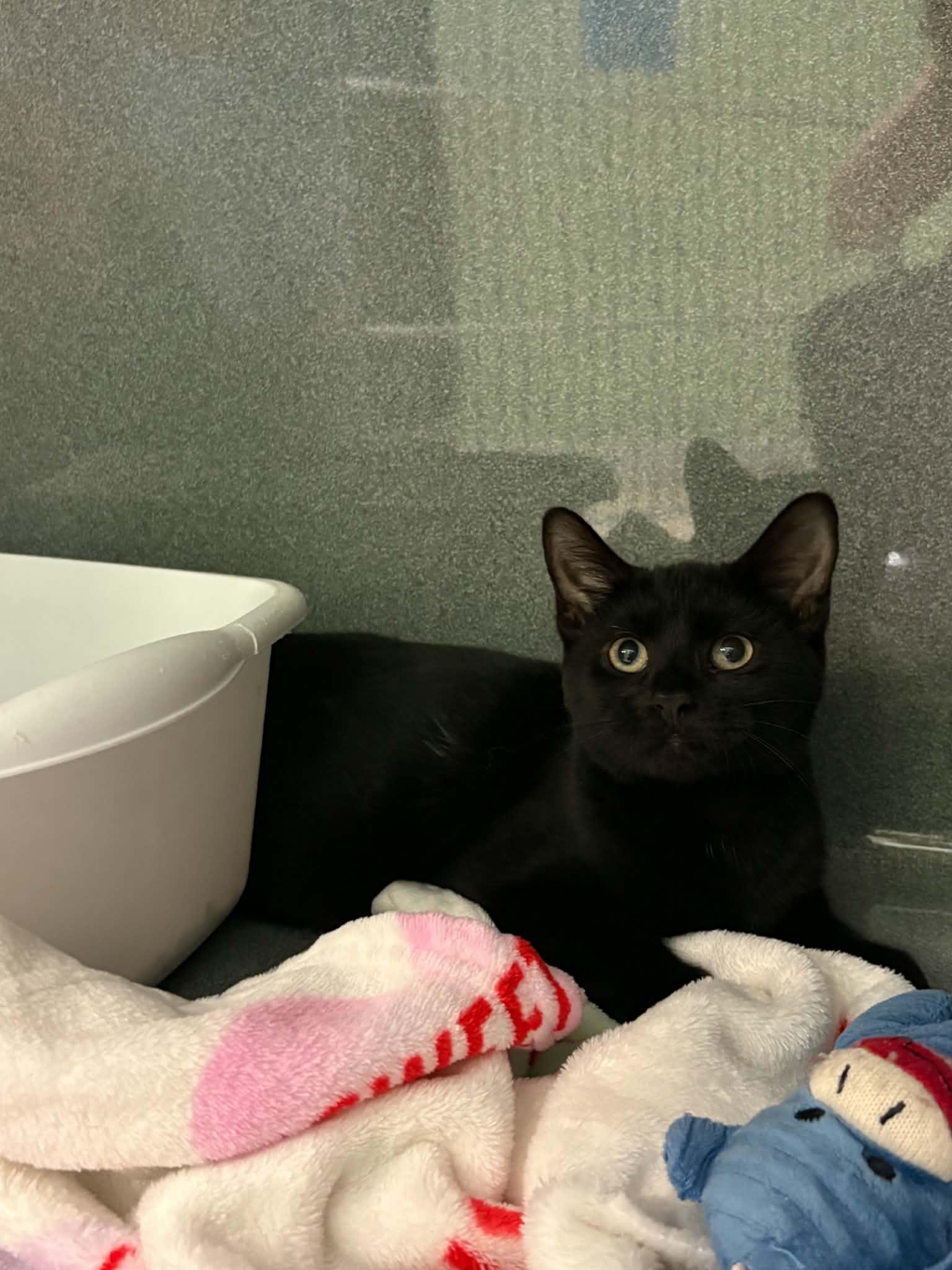Enlarge Toad, a Adopted Domestic Short Hair in Paris, ME image 1/1
