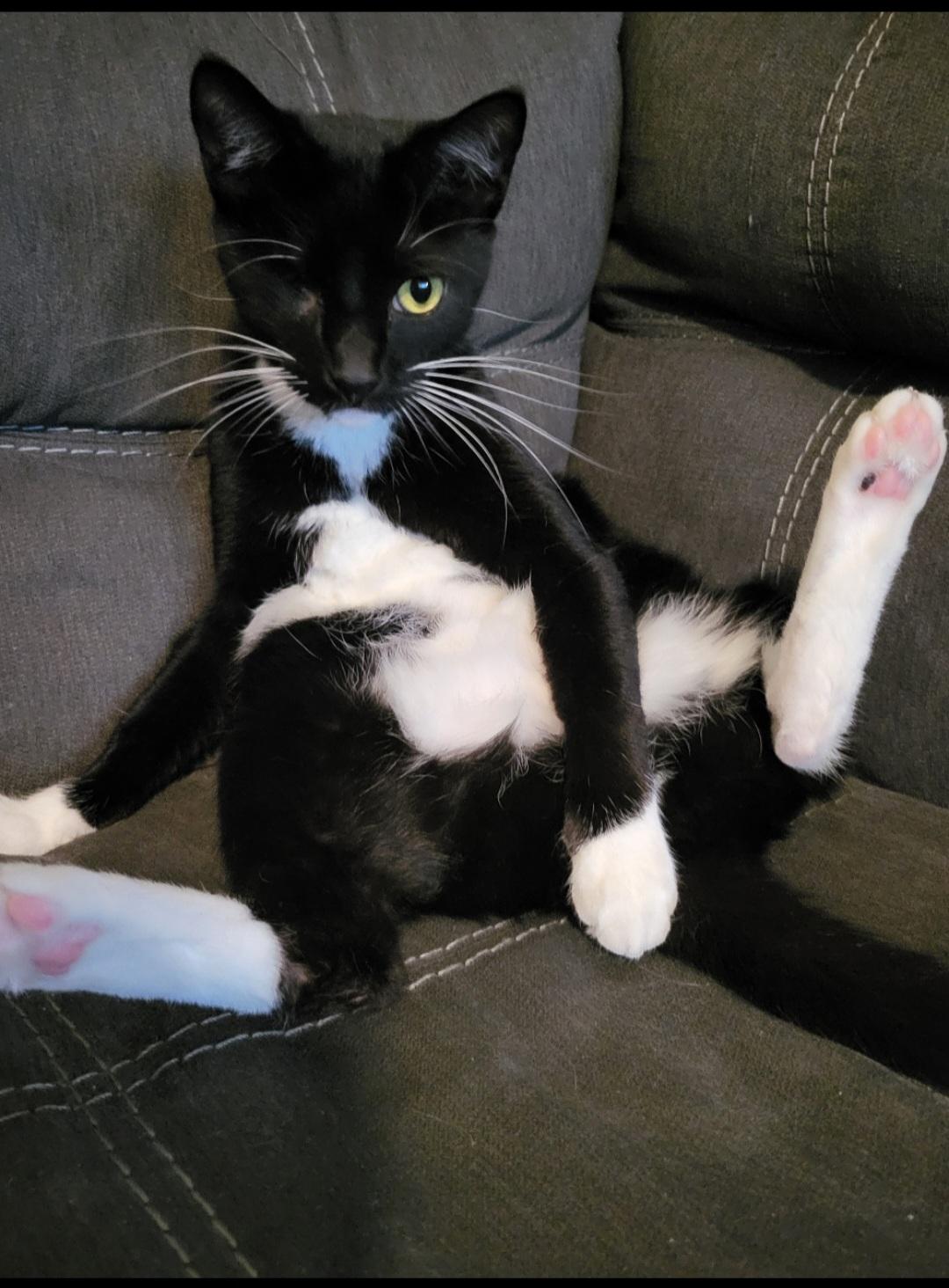 Goofy, a Adoptable Domestic Short Hair in Mount Pleasant, TX image 1/2