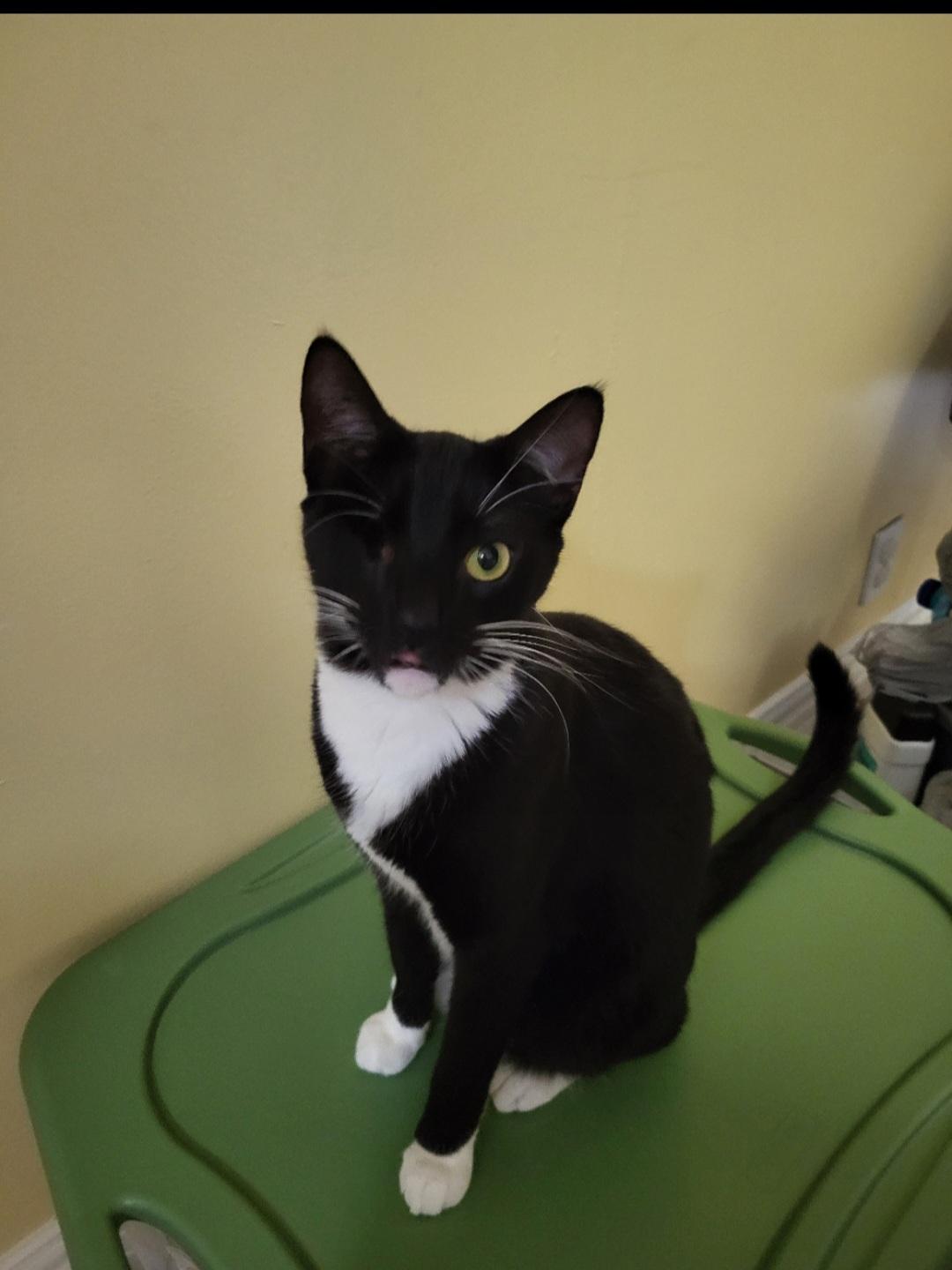 Goofy, a Adoptable Domestic Short Hair in Mount Pleasant, TX image 2/2