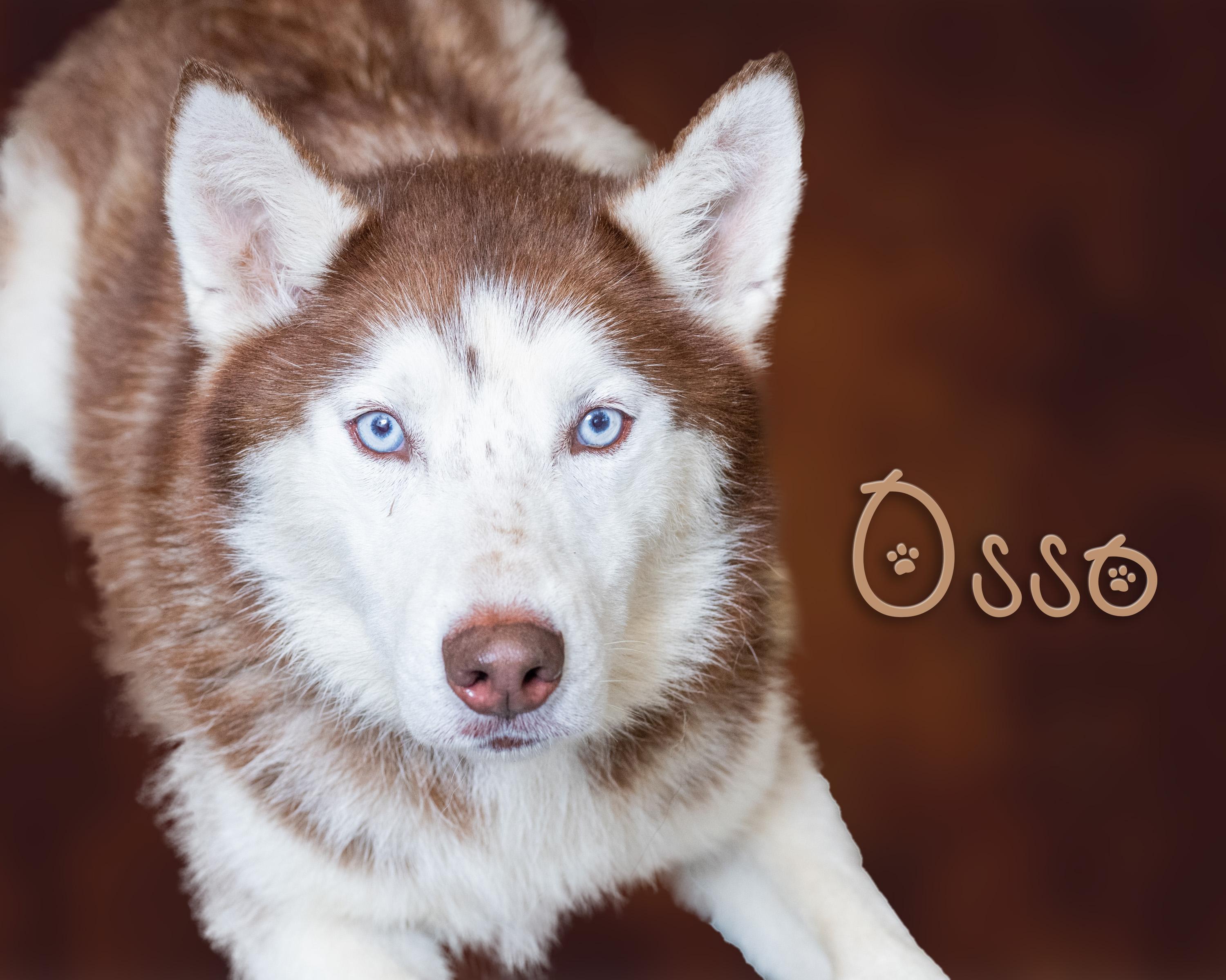 Osso, Adoptable, Young Male Husky.