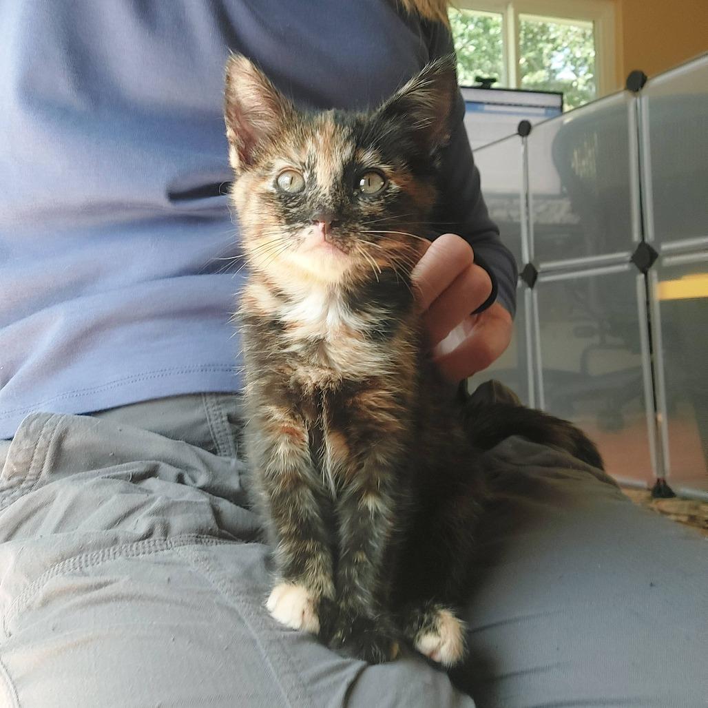 Enlarge Zinnia (bonded with Cosmos), a Adoptable Domestic Short Hair in Santa Rosa, CA image 1/6