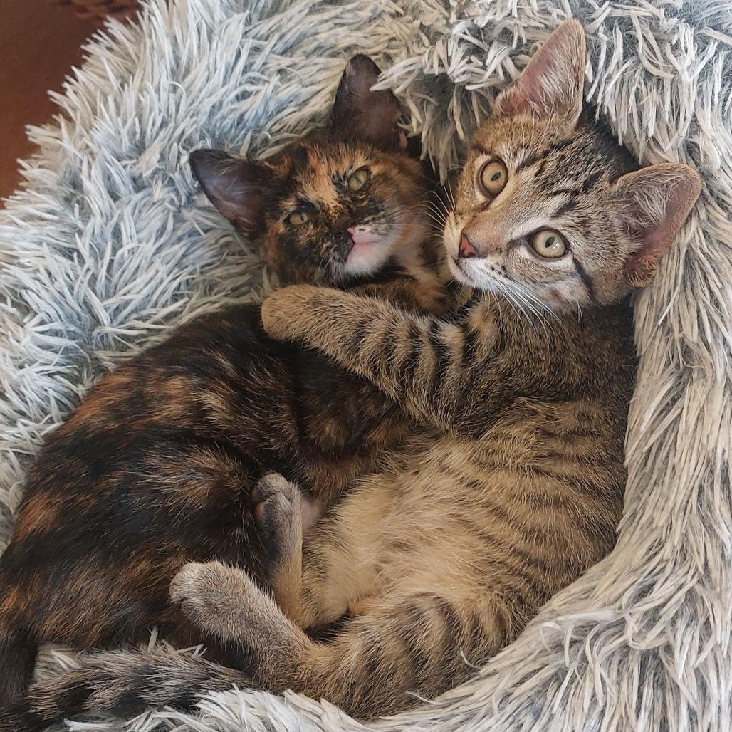 Enlarge Zinnia (bonded with Cosmos), a Adoptable Domestic Short Hair in Santa Rosa, CA image 2/6