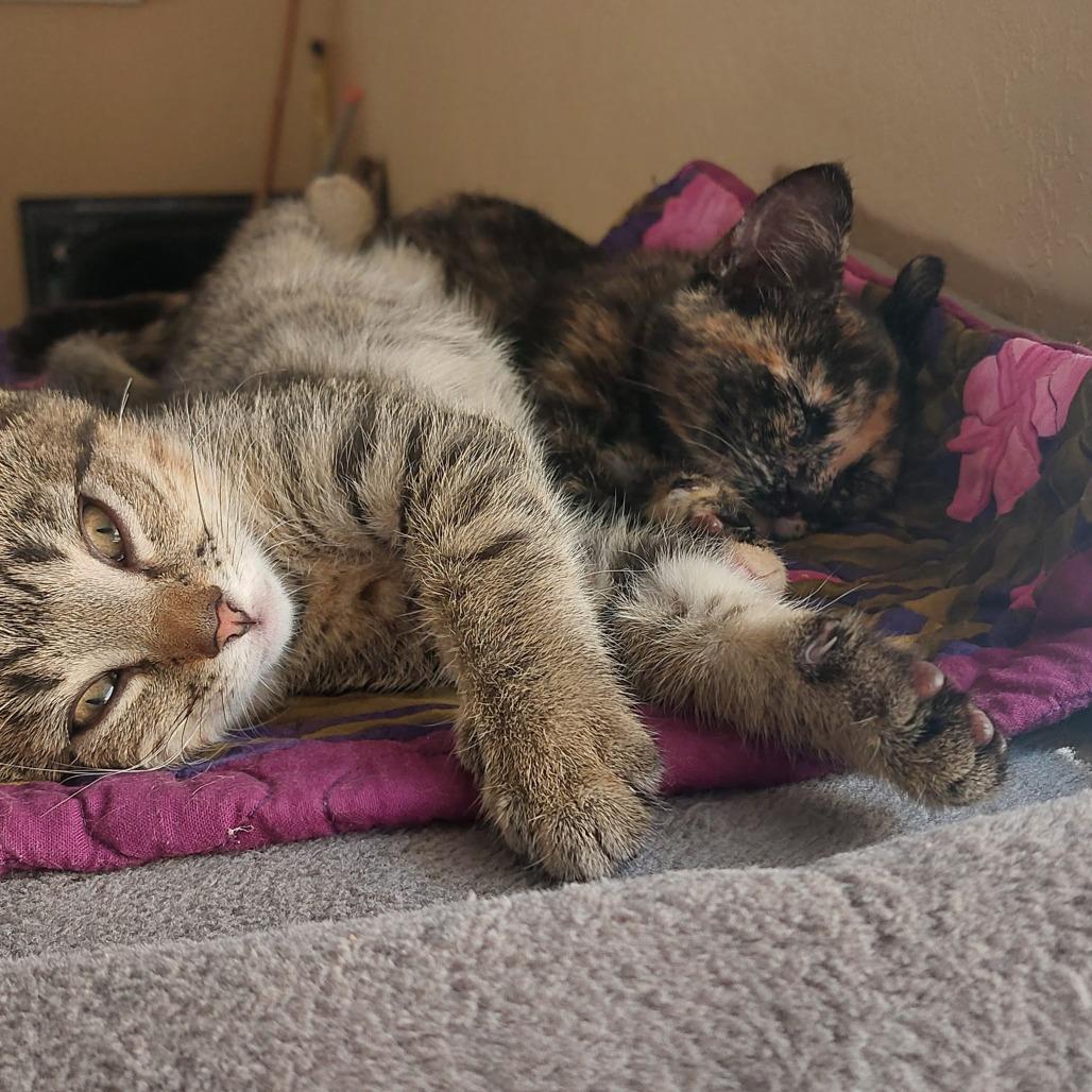 Enlarge Zinnia (bonded with Cosmos), a Adoptable Domestic Short Hair in Santa Rosa, CA image 4/6
