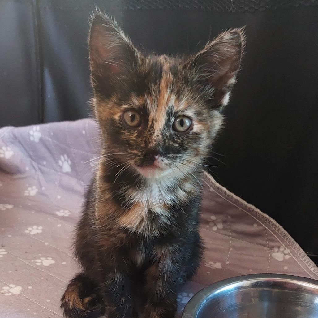 Enlarge Zinnia (bonded with Cosmos), a Adoptable Domestic Short Hair in Santa Rosa, CA image 5/6