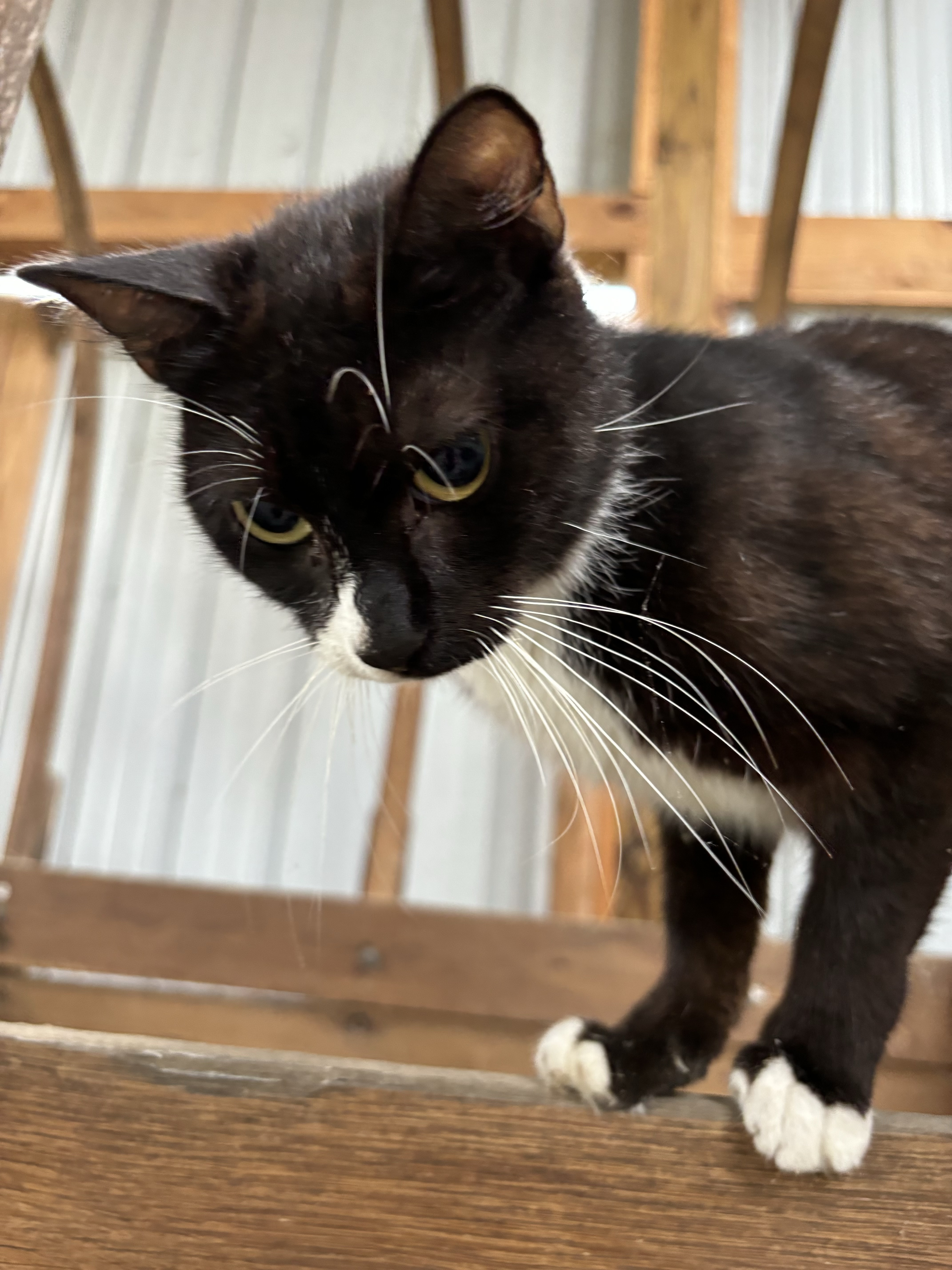 Ivy, Adopted, Adult Female Domestic Short Hair.