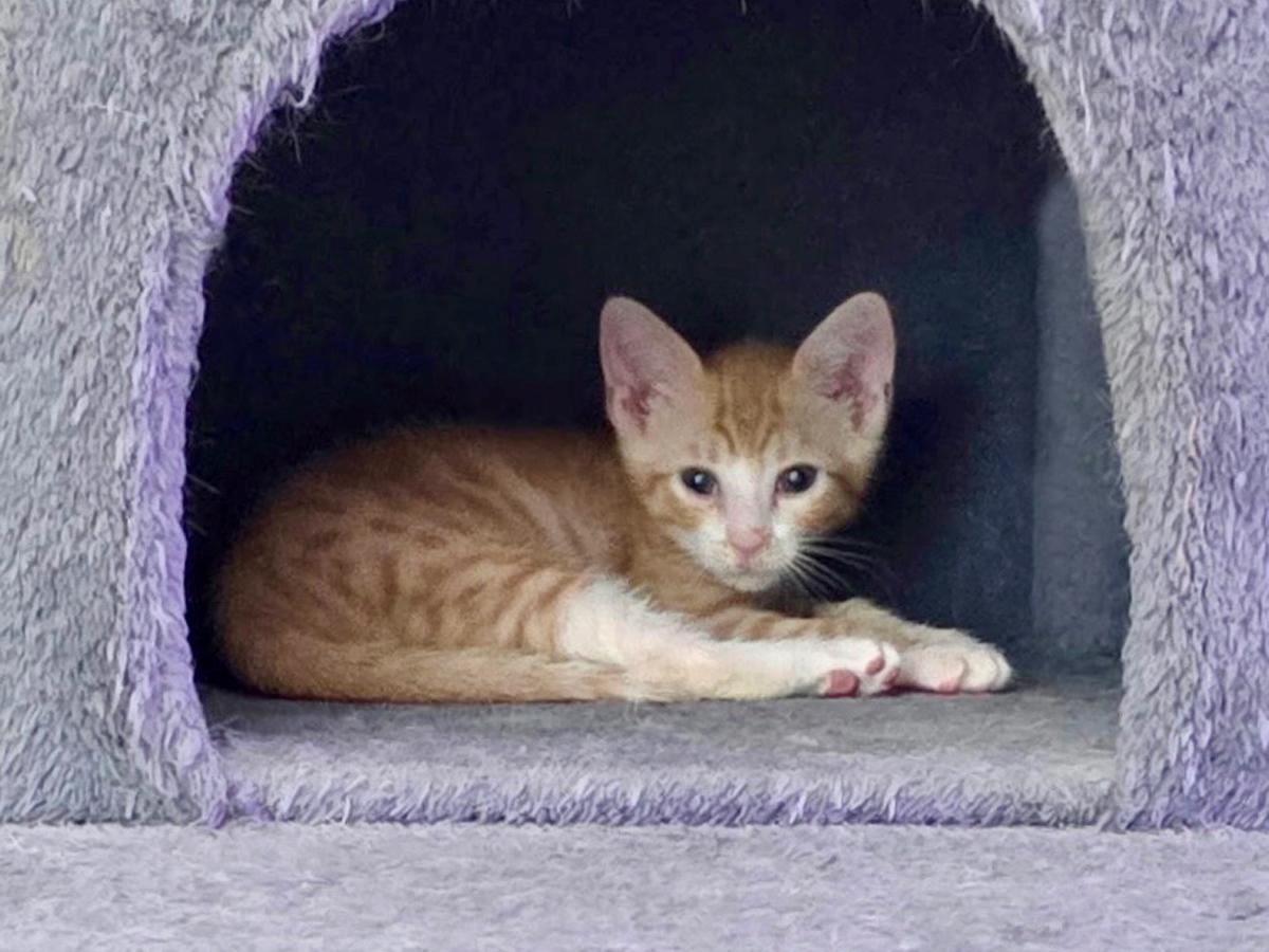 Enlarge David Bowie, an adopted Domestic Short Hair in Patchogue, NY image 3/3