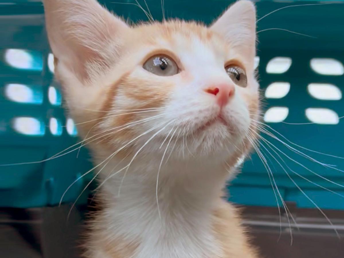 Enlarge David Bowie, an adopted Domestic Short Hair in Patchogue, NY image 1/3