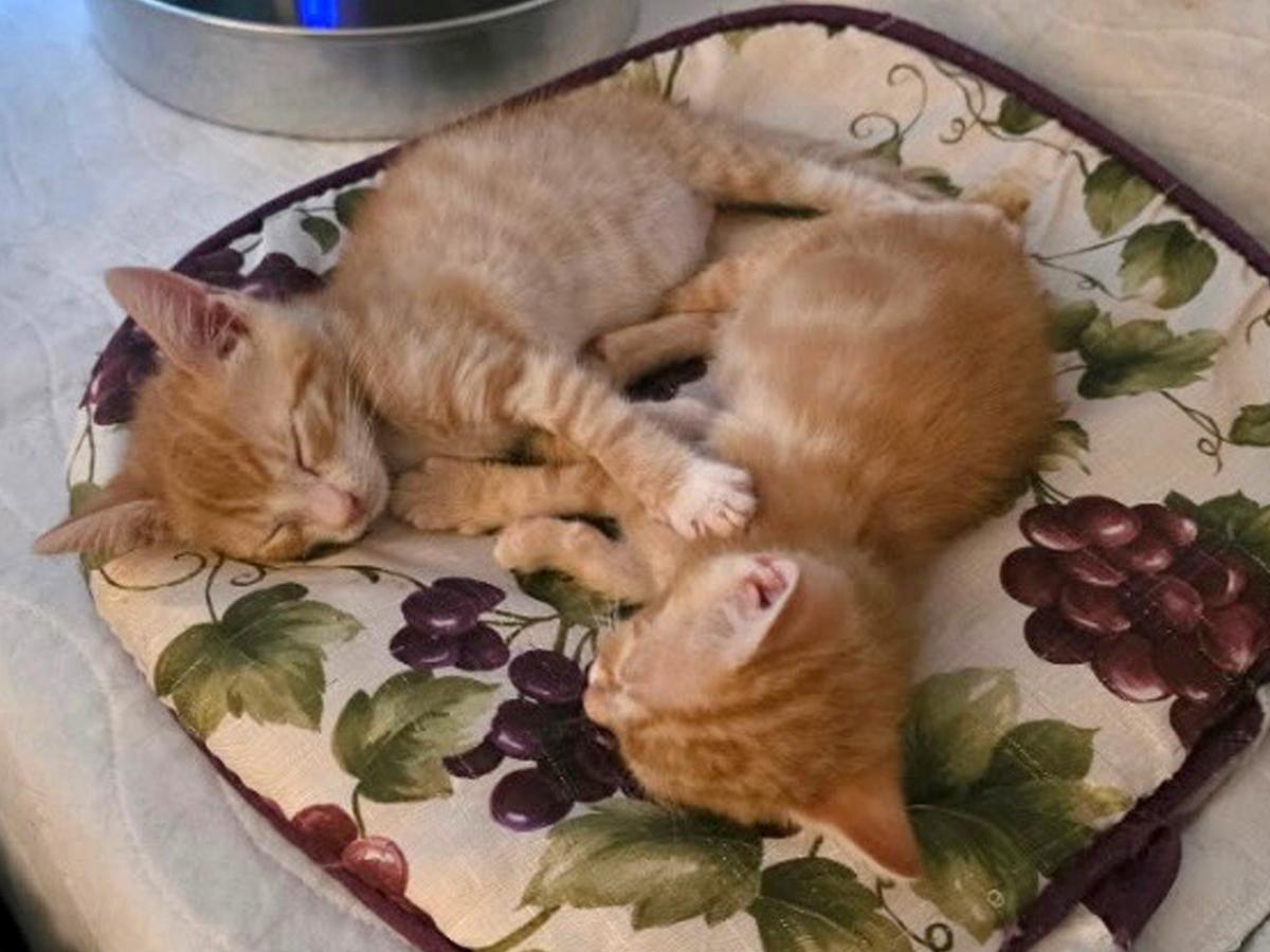 Enlarge David Bowie, an adopted Domestic Short Hair in Patchogue, NY image 2/3