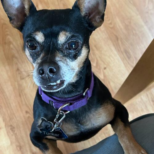 Tucker, Adoptable, Adult Male Chihuahua.