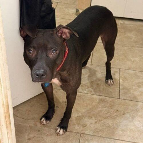 Squeaky, Adoptable, Young Male Pit Bull Terrier & Mixed Breed.