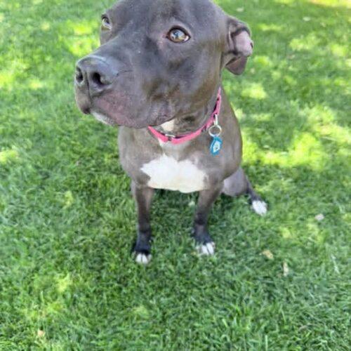 Enlarge Squeaky, a Adoptable mixed breed in Glendale, AZ image 3/6