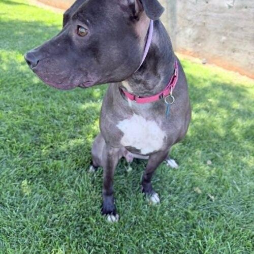 Enlarge Squeaky, a Adoptable mixed breed in Glendale, AZ image 4/6