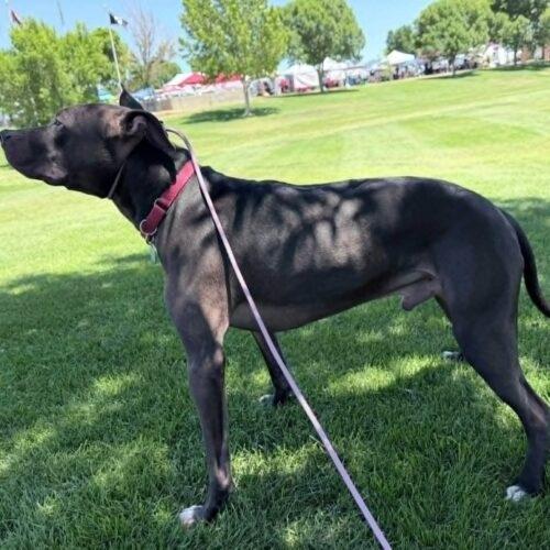 Enlarge Squeaky, a Adoptable mixed breed in Glendale, AZ image 5/6