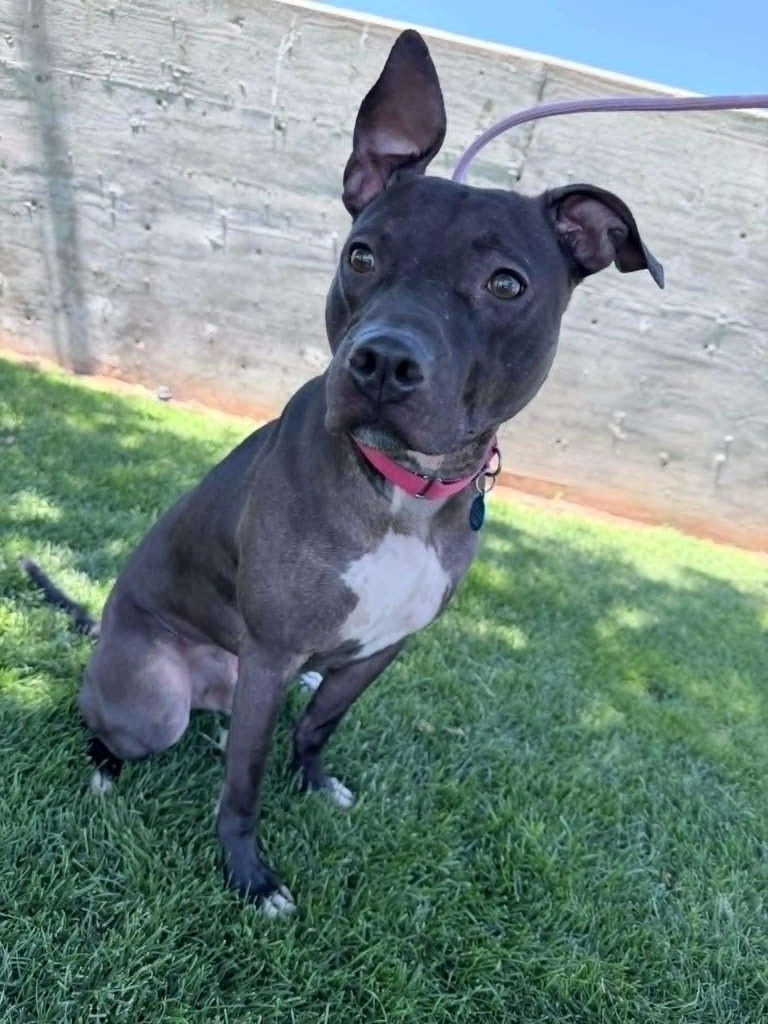 Squeaky, a Adoptable mixed breed in Glendale, AZ image 5/6