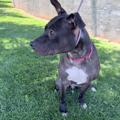Enlarge Squeaky, a Adoptable mixed breed in Glendale, AZ image 6/6