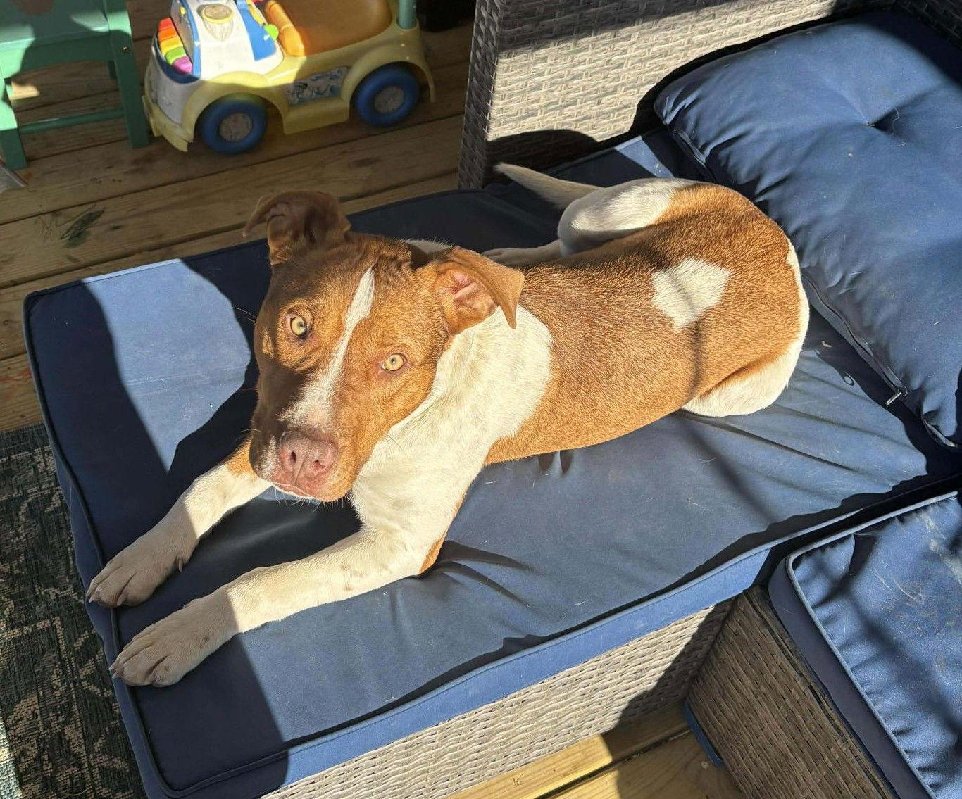 Rubble II (9mo, 40lbs), Adoptable, Young Male Pit Bull Terrier.