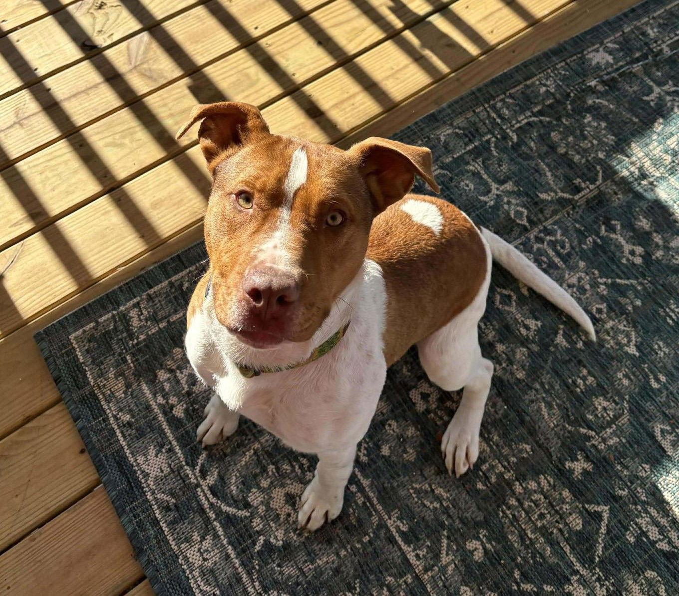 Rubble II (9mo, 40lbs), Adoptable, Young Male Pit Bull Terrier.