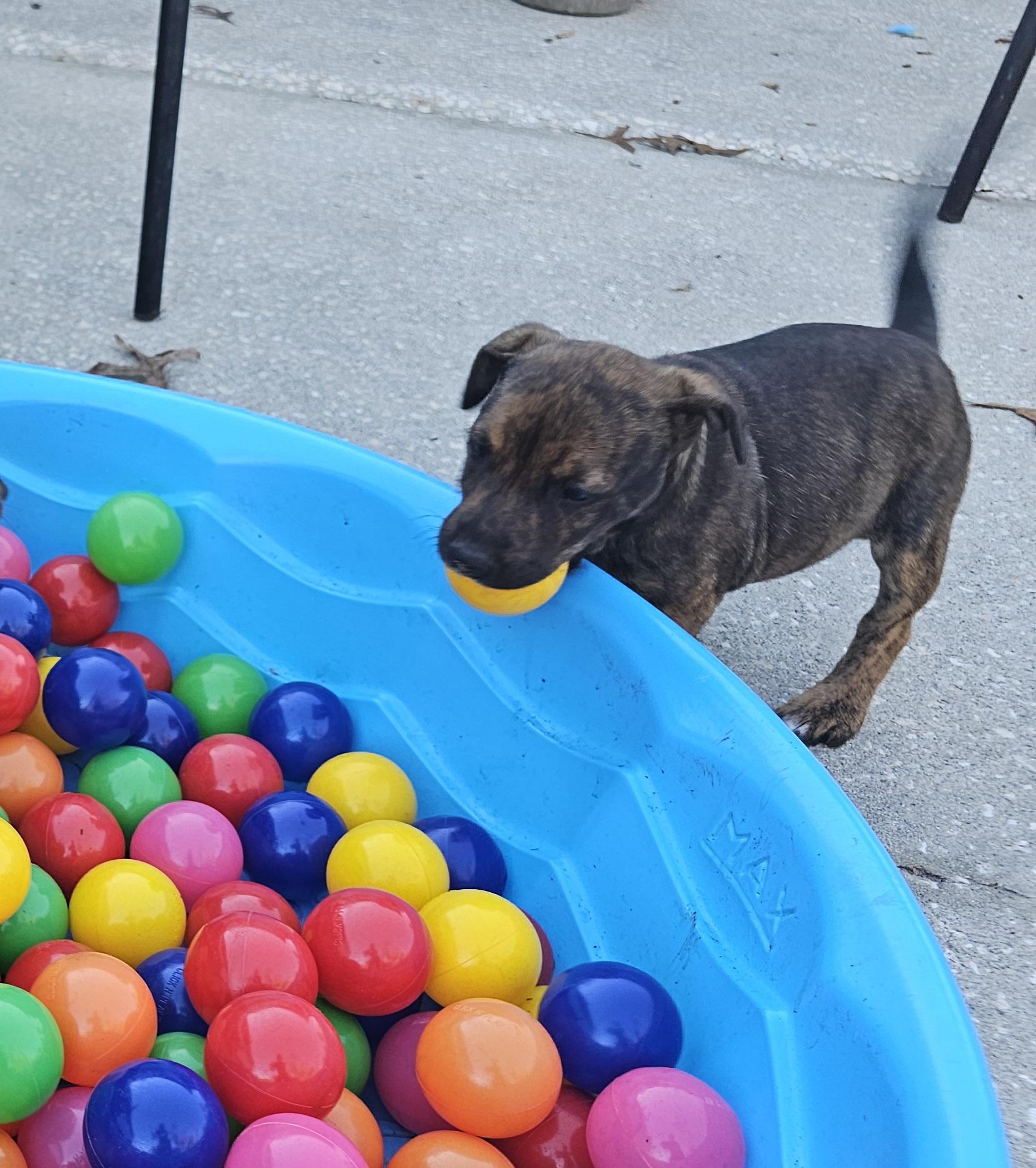 Felicia, a ADOPTABLE mixed breed in Weeki Wachee, FL image 1/6