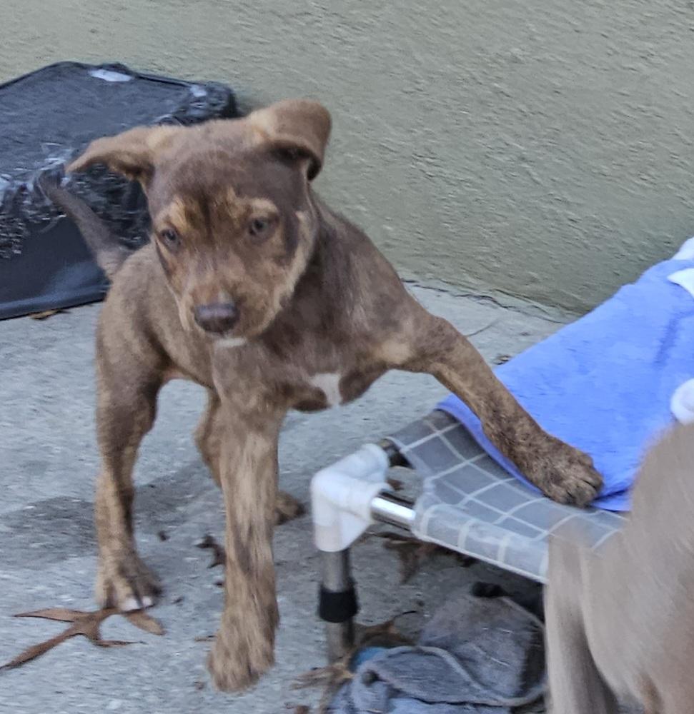 Felicia, a ADOPTABLE mixed breed in Weeki Wachee, FL image 5/6