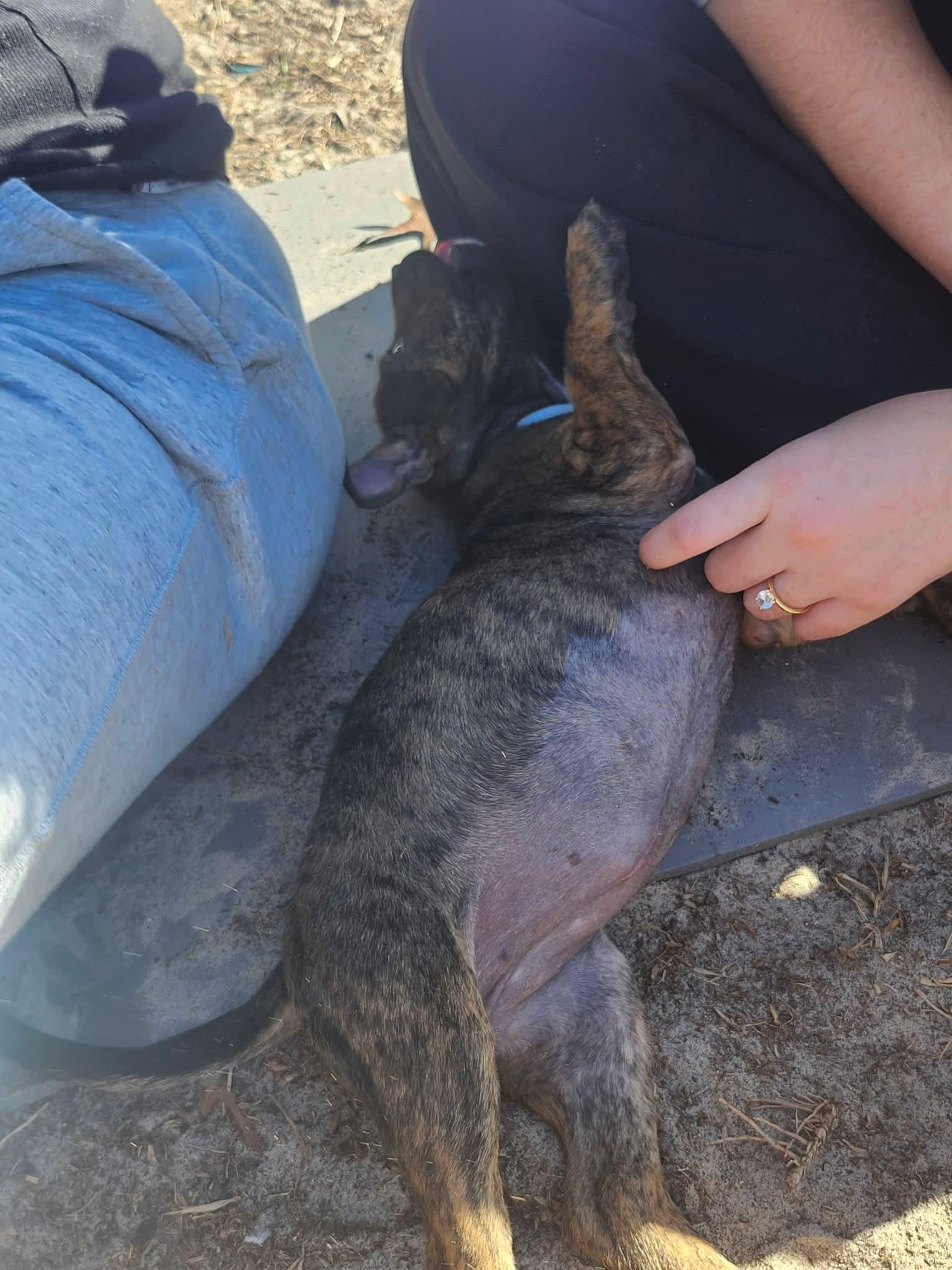 Felicia, a ADOPTABLE mixed breed in Weeki Wachee, FL image 3/6