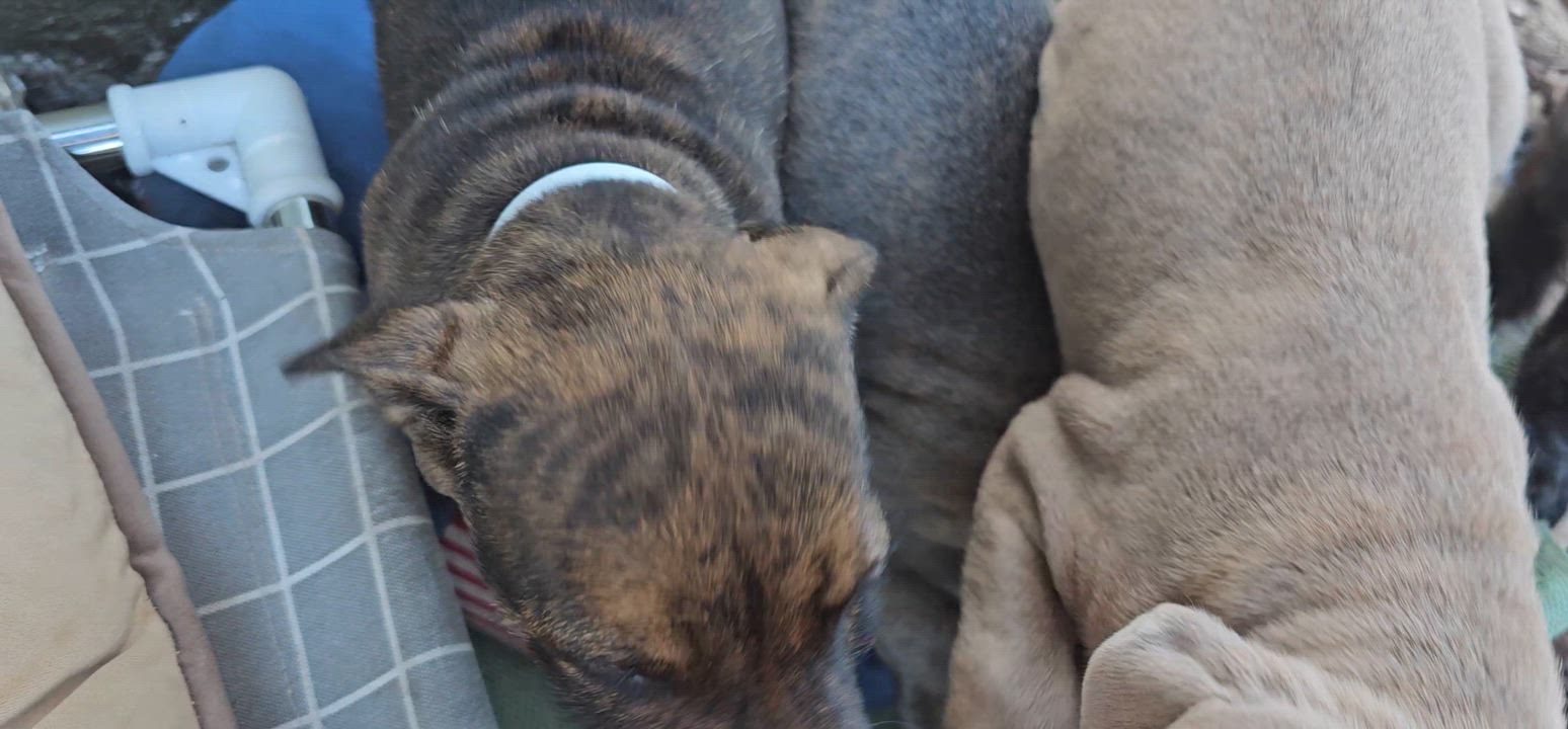 Enlarge Felicia, a ADOPTABLE mixed breed in Weeki Wachee, FL video 4/6