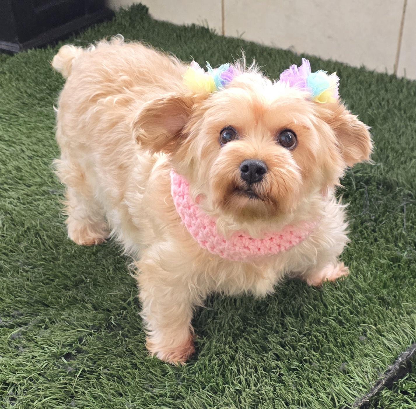 Enlarge Anita, an adoptable Yorkshire Terrier in Fallbrook, CA image 3/6