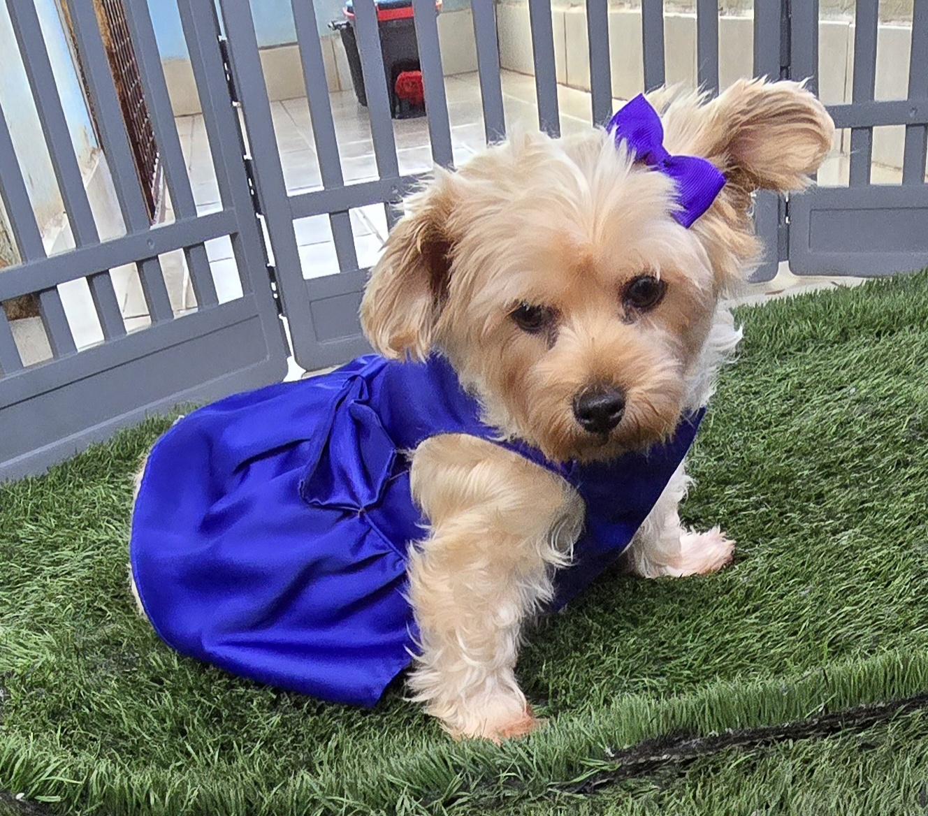 Enlarge Anita, an adoptable Yorkshire Terrier in Fallbrook, CA image 4/6