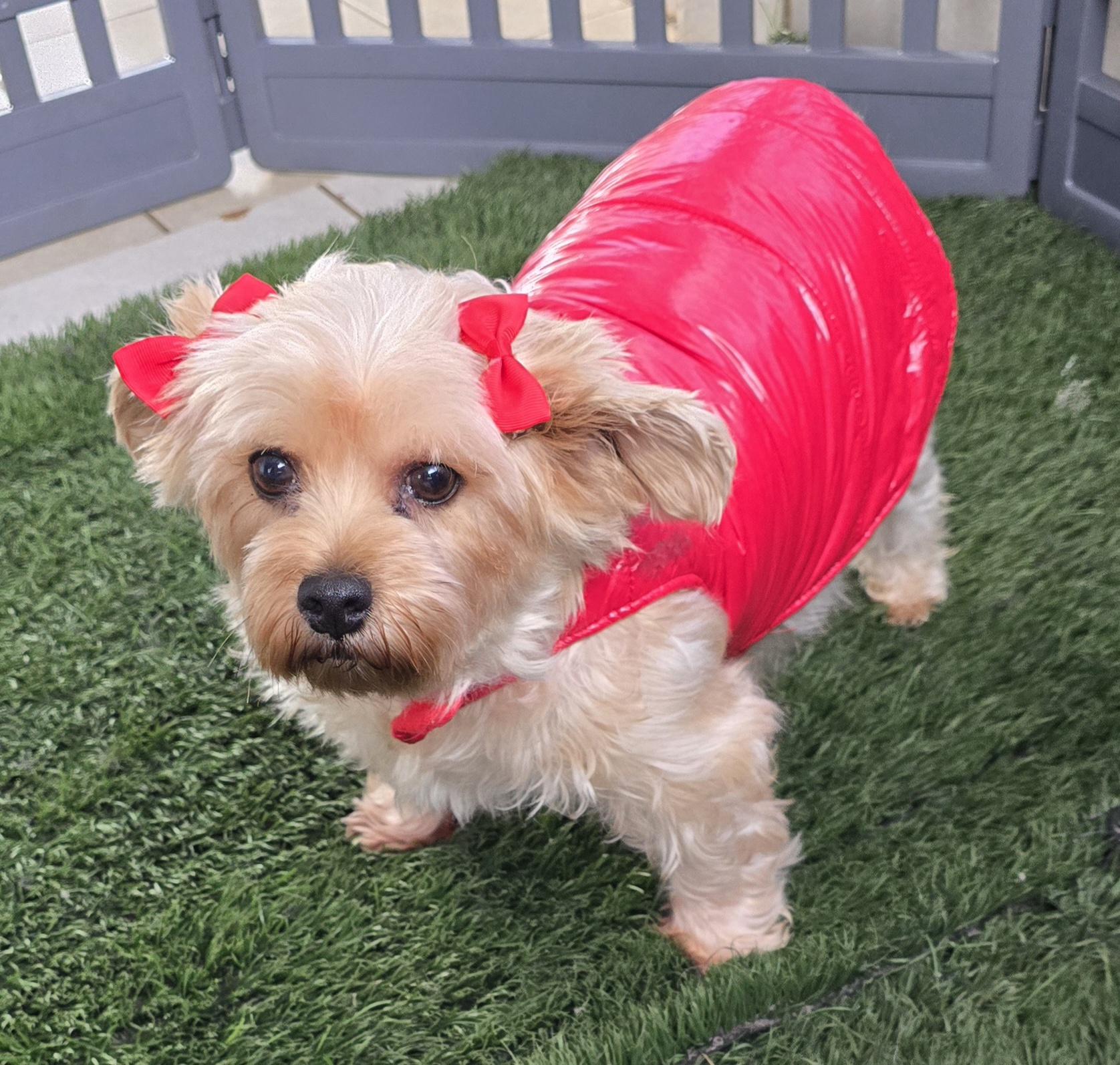 Enlarge Anita, an adoptable Yorkshire Terrier in Fallbrook, CA image 5/6