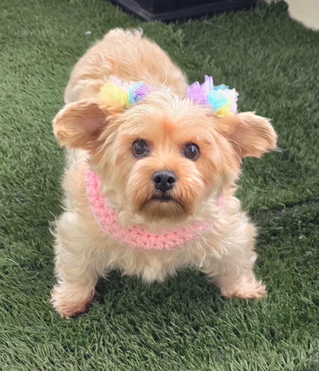 Enlarge Anita, an adoptable Yorkshire Terrier in Fallbrook, CA image 6/6