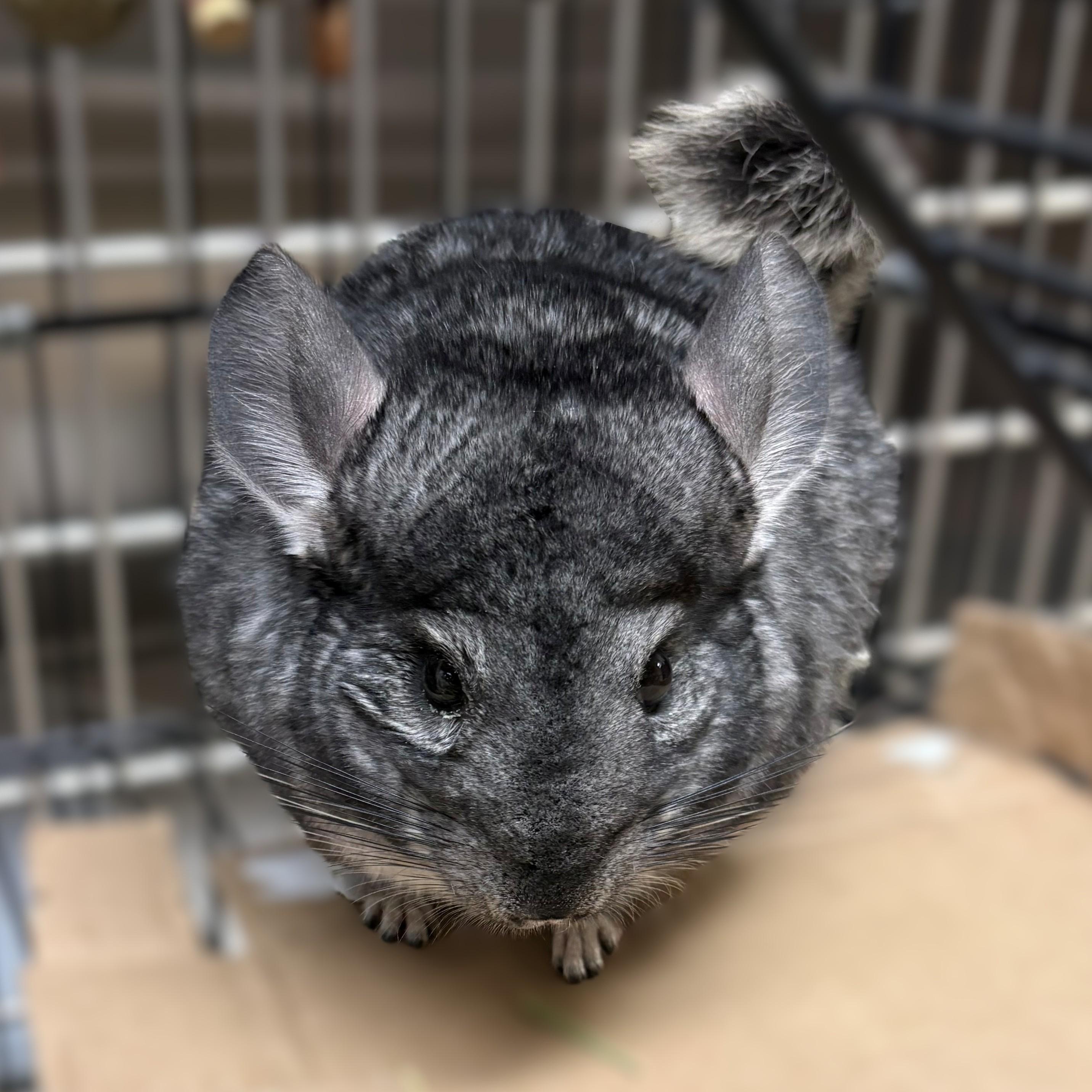 Enlarge Gumball & Darwin (52181/52182), a ADOPTABLE Chinchilla in Columbia, MD image 3/4