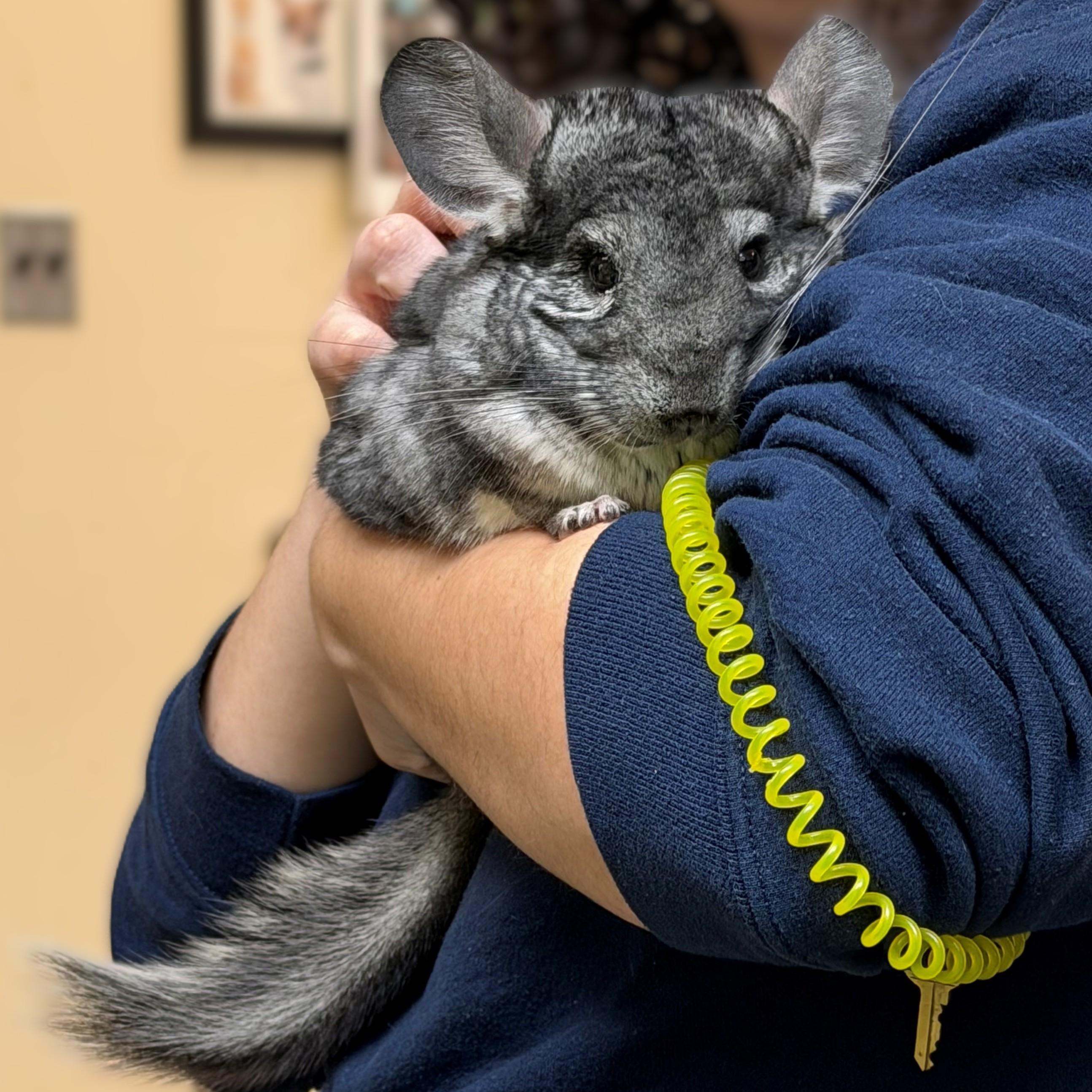 Enlarge Gumball & Darwin (52181/52182), a ADOPTABLE Chinchilla in Columbia, MD image 2/4