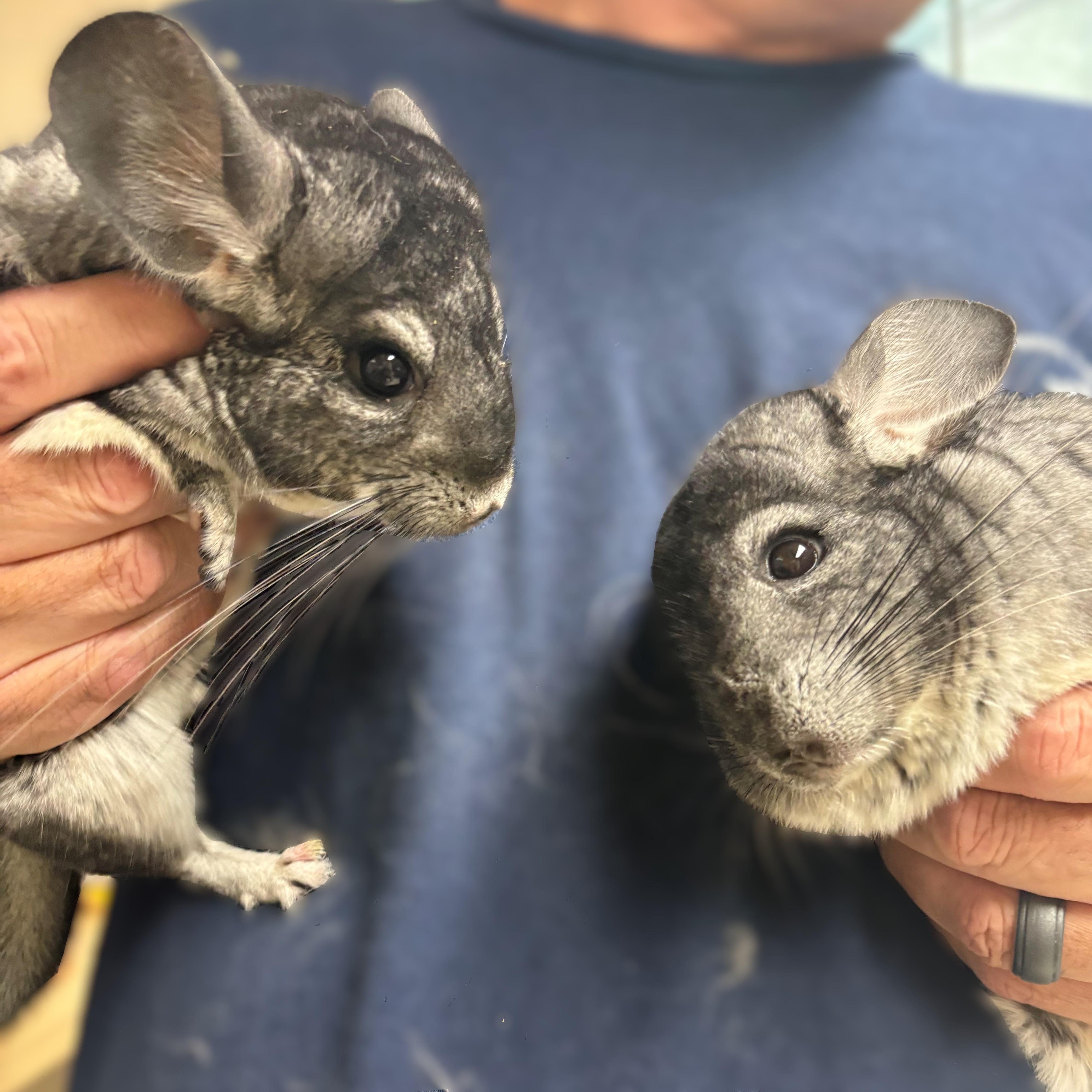 Gumball & Darwin (52181/52182), ADOPTABLE, Adult Male Chinchilla.