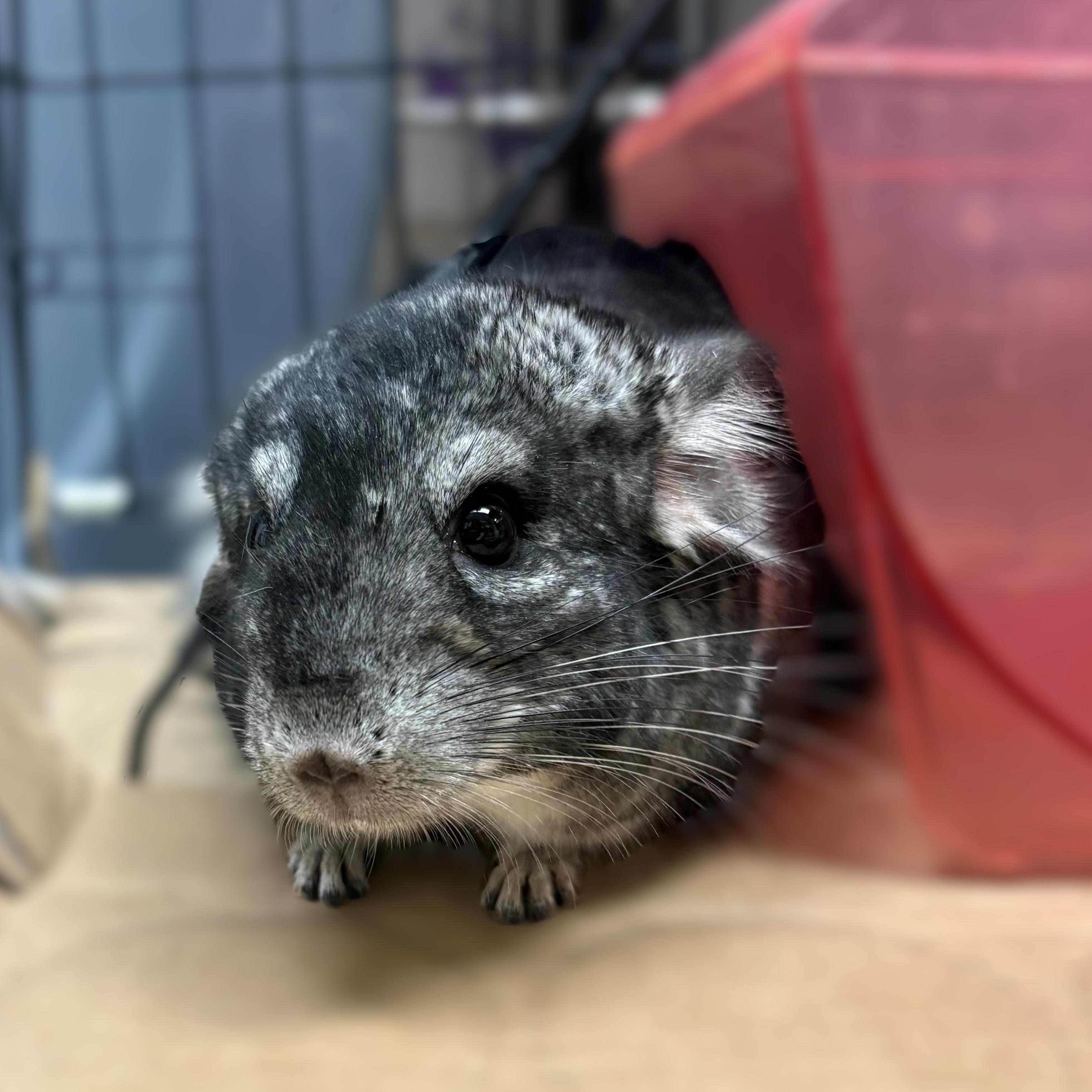 Enlarge Gumball & Darwin (52181/52182), a ADOPTABLE Chinchilla in Columbia, MD image 4/4