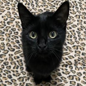 Niko, adopted, Kitten Male Domestic Short Hair.