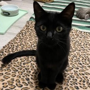 Enlarge Niko, an adopted mixed breed in Sacramento, CA image 2/2