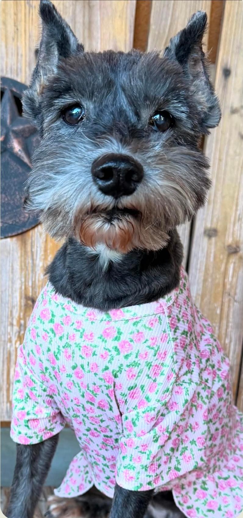 Lulu, Adoptable, Adult Female Miniature Schnauzer.