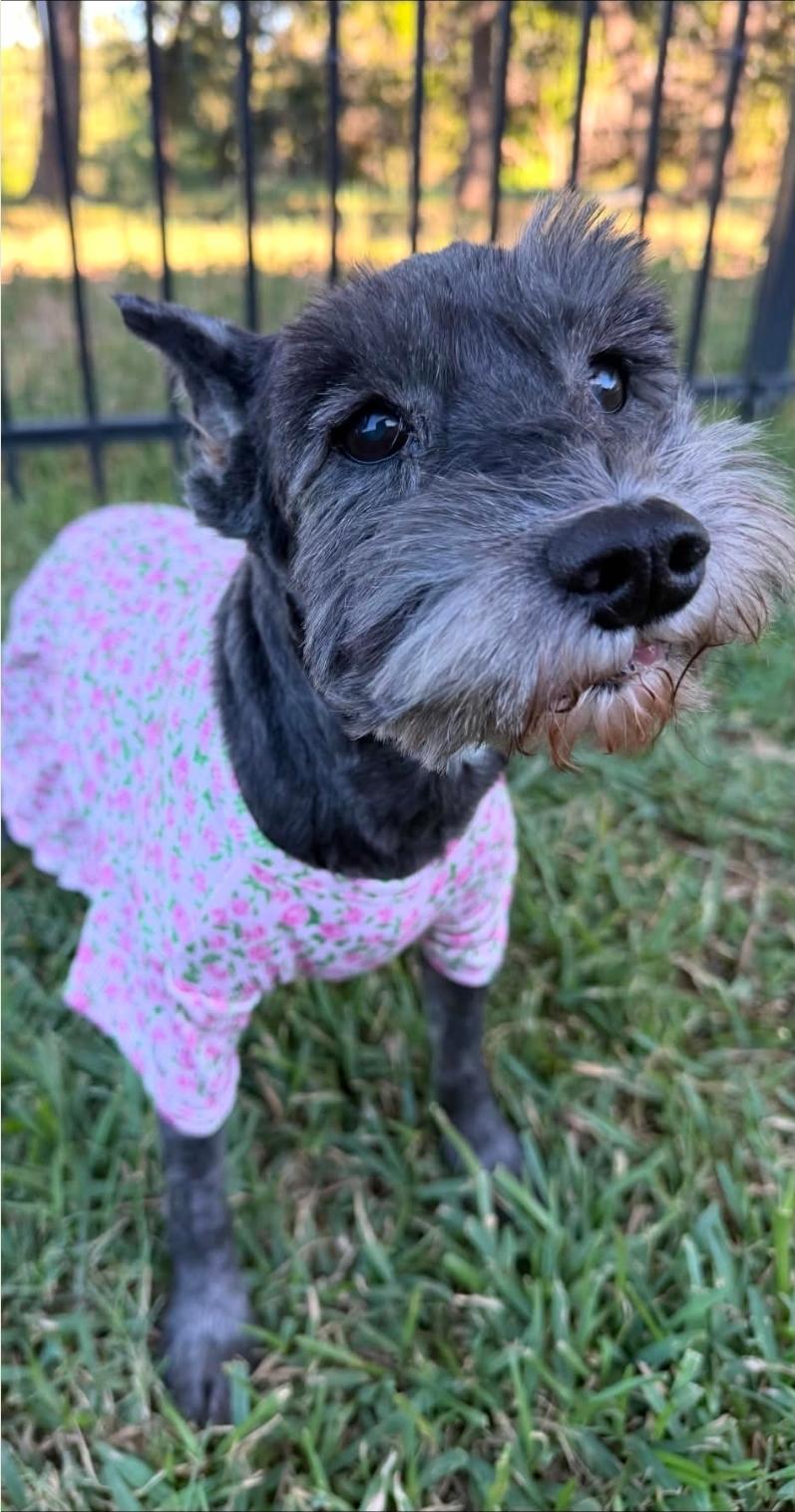 Enlarge Lulu, a Adopted Miniature Schnauzer in McMurray , PA image 5/6