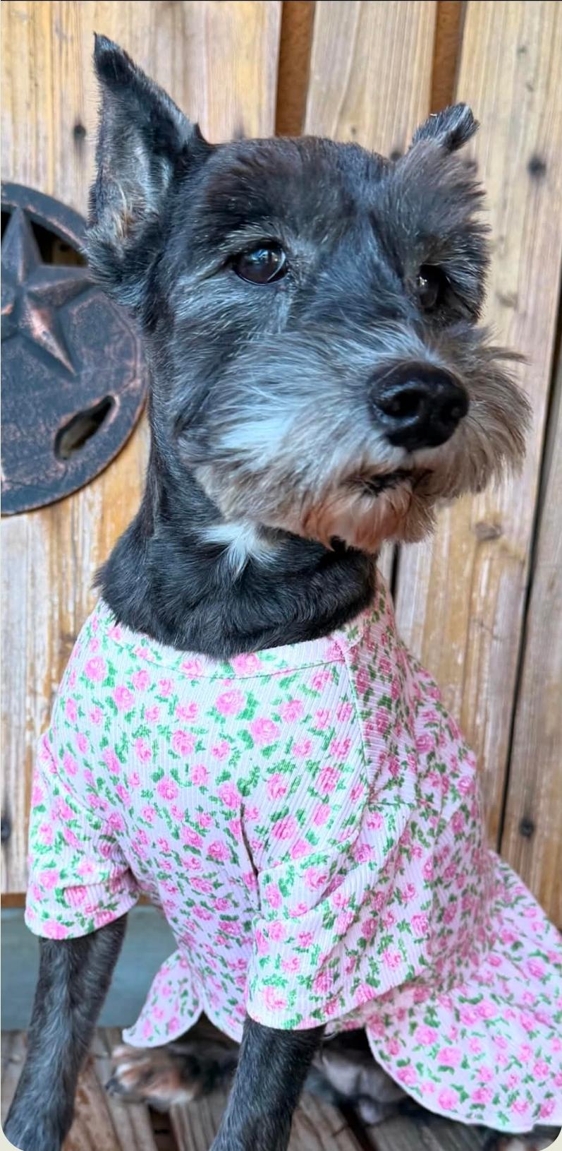 Enlarge Lulu, a Adopted Miniature Schnauzer in McMurray , PA image 4/6