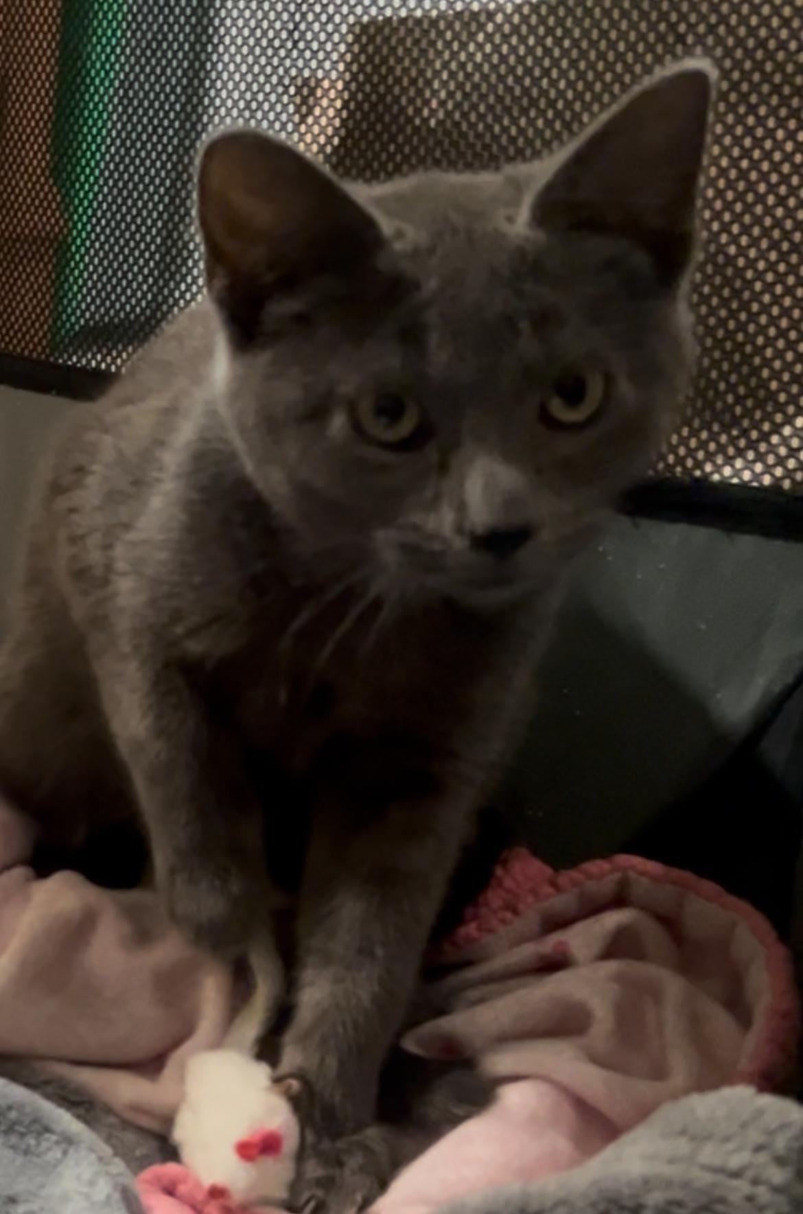 Martha May Whovier (part of BONDED PAIR), ADOPTABLE, Kitten Female Domestic Short Hair.