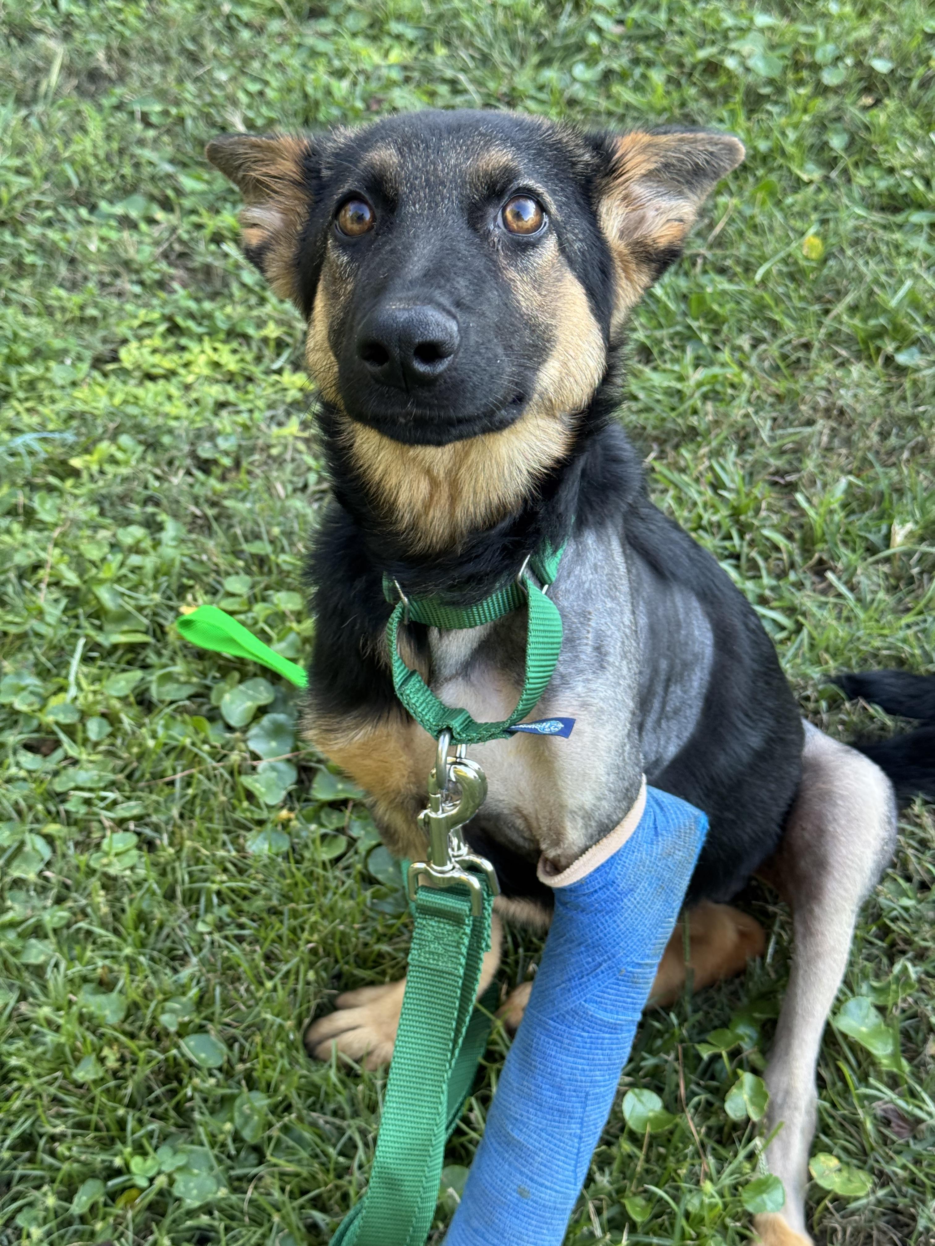 Enlarge Aries, a Adoptable German Shepherd Dog in Willard, NC image 1/3