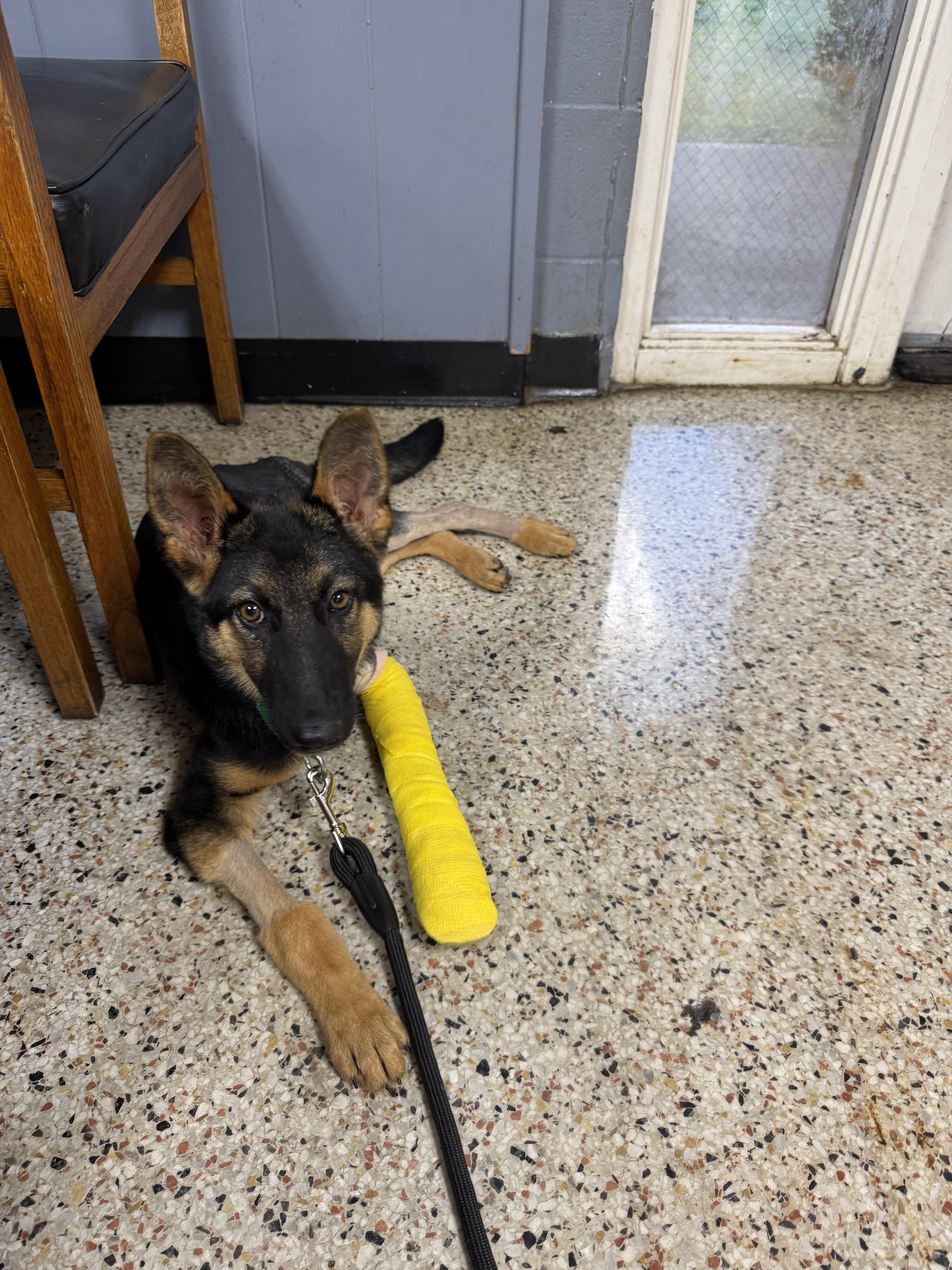 Enlarge Aries, a Adoptable German Shepherd Dog in Willard, NC image 2/3