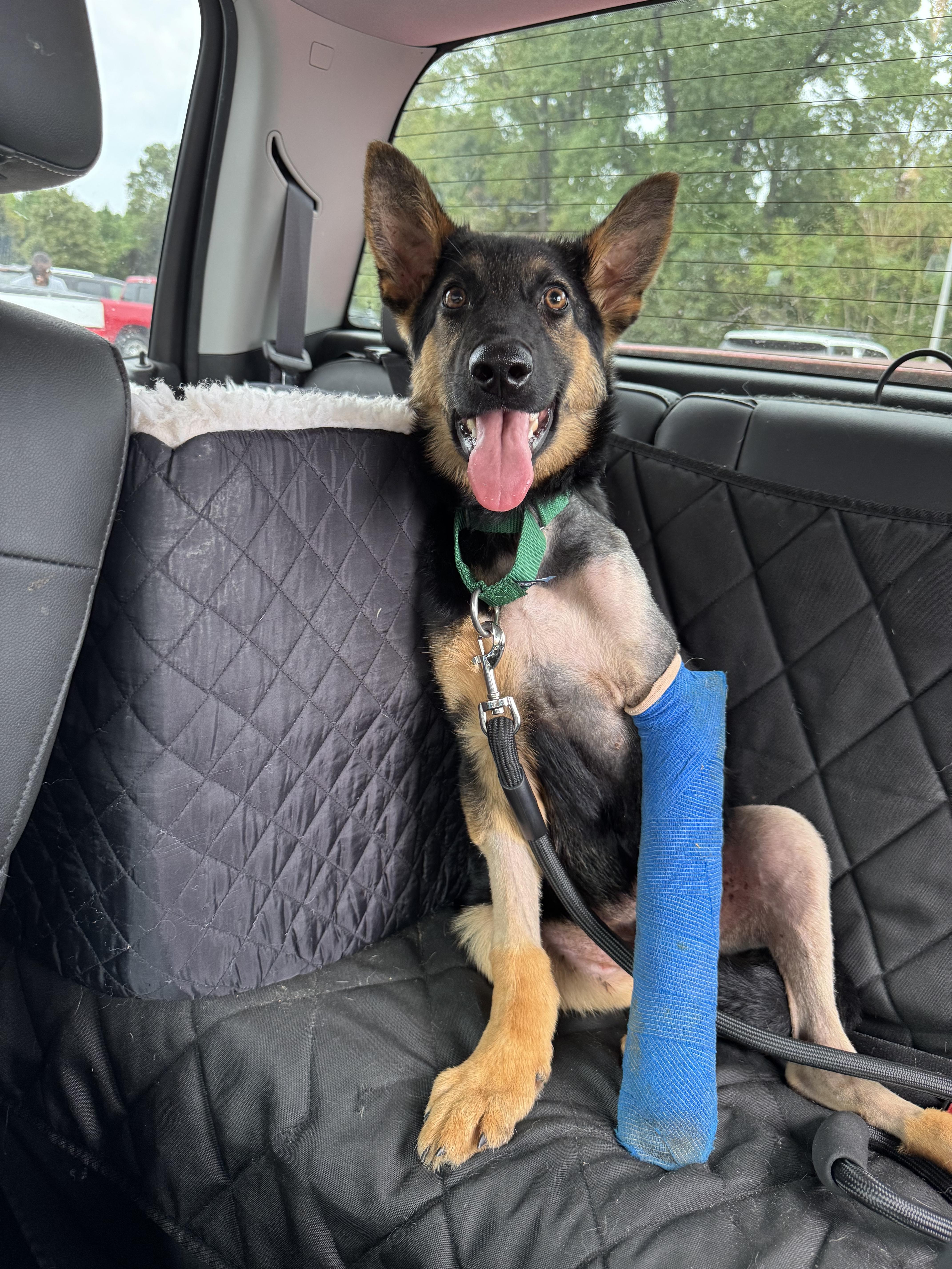 Enlarge Aries, a Adoptable German Shepherd Dog in Willard, NC image 3/3